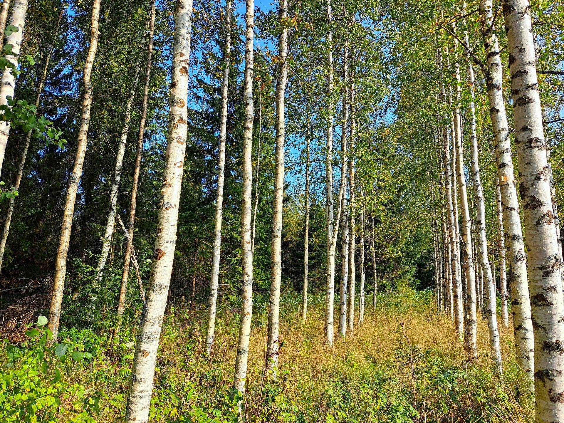 Evijärvi Kattilakoski metsäpalstakokonaisuus noin 36,43 ha 9