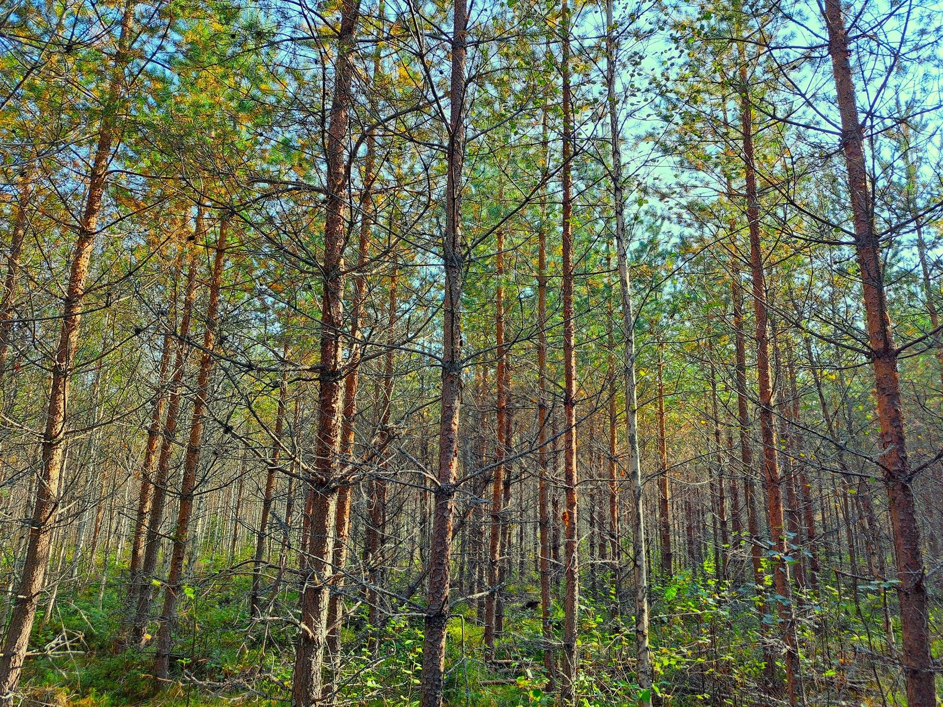 Evijärvi Kattilakoski metsäpalstakokonaisuus noin 36,43 ha 12