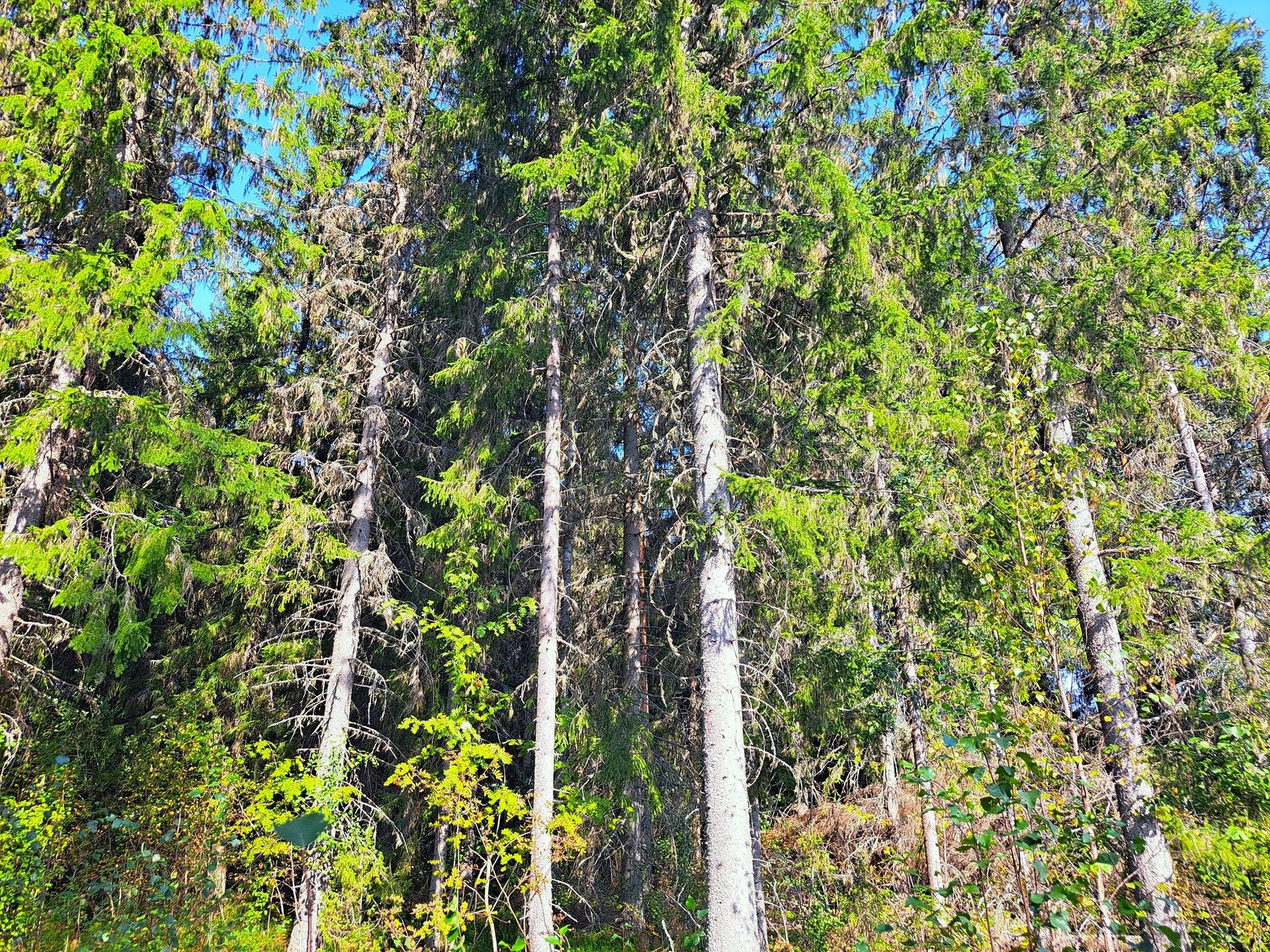 Evijärvi Kattilakoski metsäpalstakokonaisuus noin 36,43 ha 13