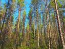 Evijärvi Kattilakoski metsäpalstakokonaisuus noin 36,43 ha 15