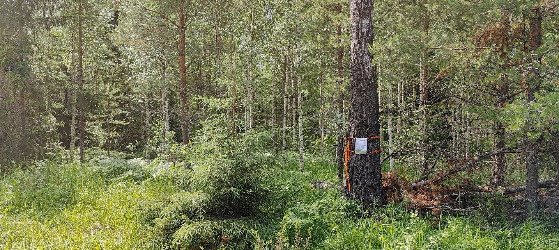 Kolme metsätilaa Nakkilassa, Kotkankorpi, Kotkankorpi 1 ja Metsä-Einolaja 3