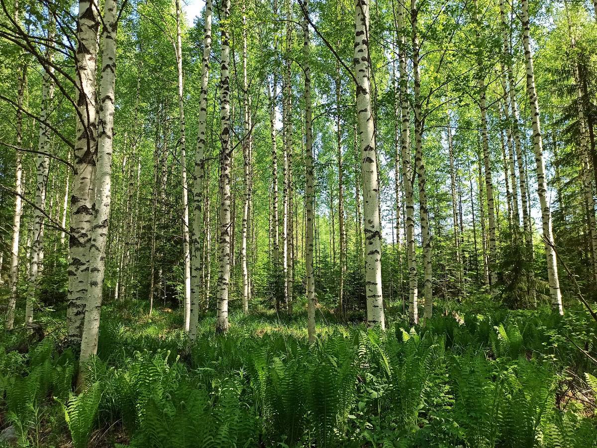 Omslagsbild för objektet SÄNKIVAARA 167-439-8-16, Revonkylä