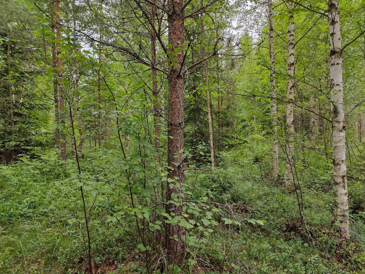 Omslagsbild för objektet Ilmajoki Metsä 145-406-2-348