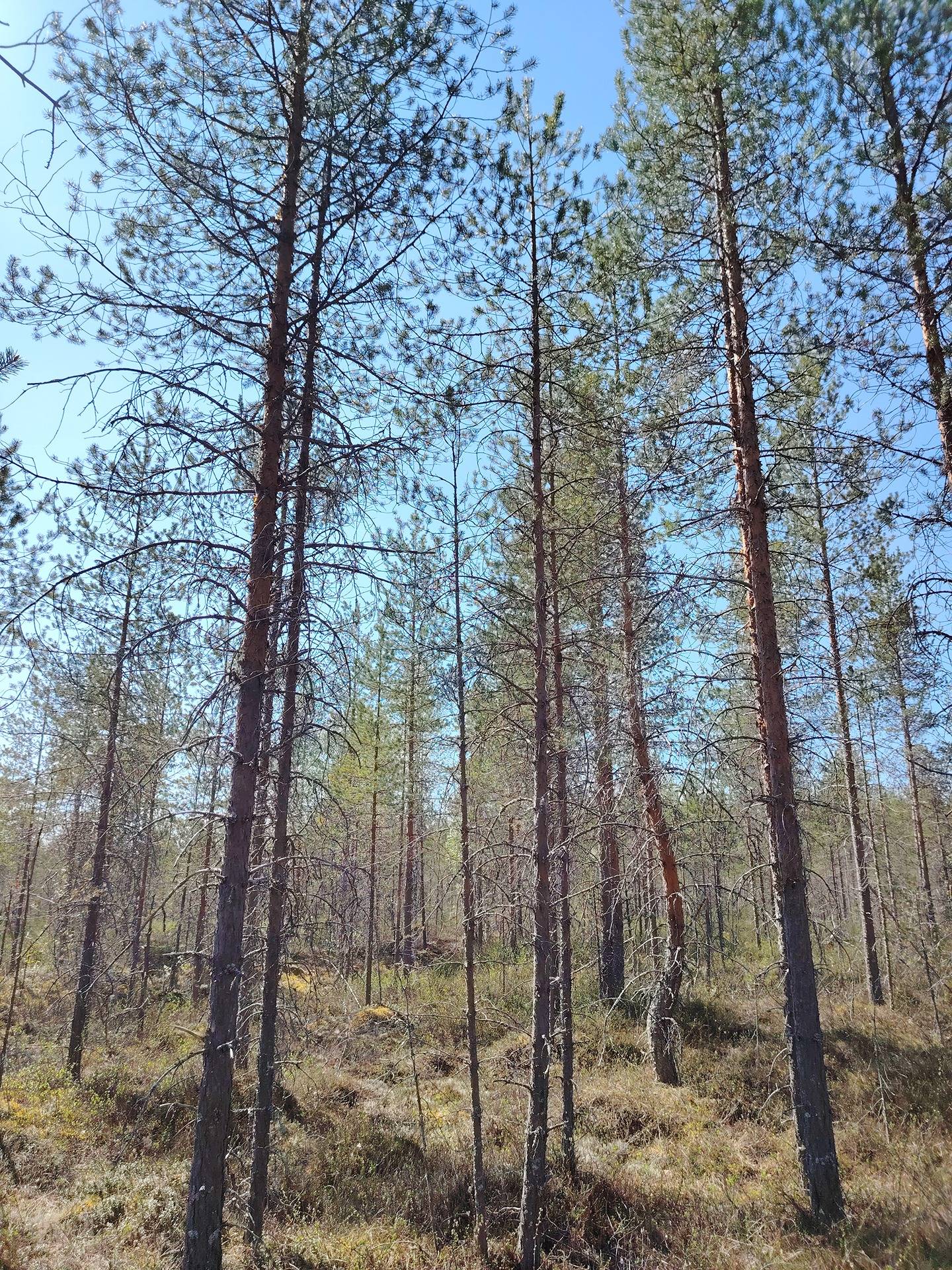 Pikku-Kuohusuo 911-403-5-19, Halmejärvi 4