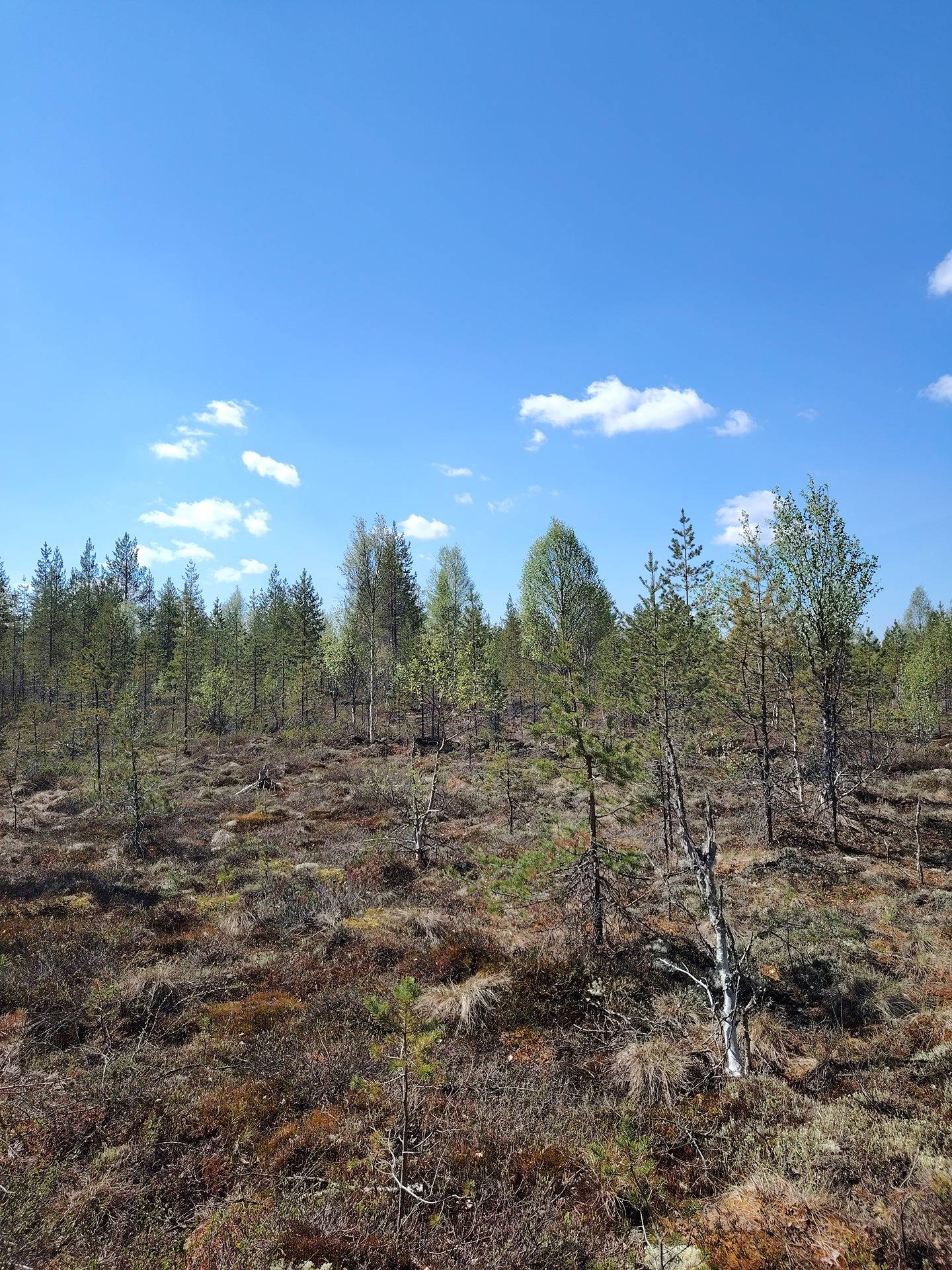 Pikku-Kuohusuo 911-403-5-19, Halmejärvi 7