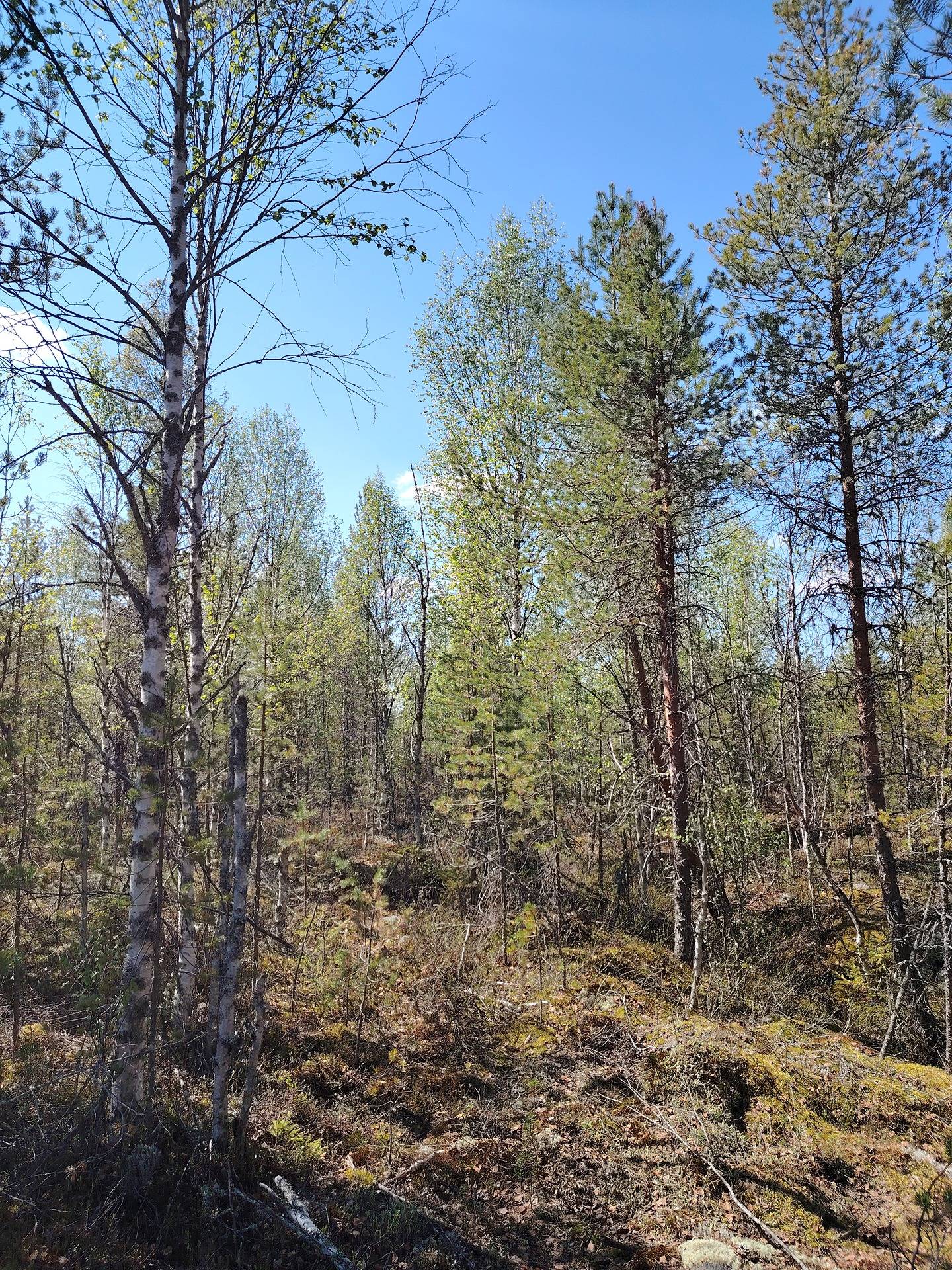 Pikku-Kuohusuo 911-403-5-19, Halmejärvi 10