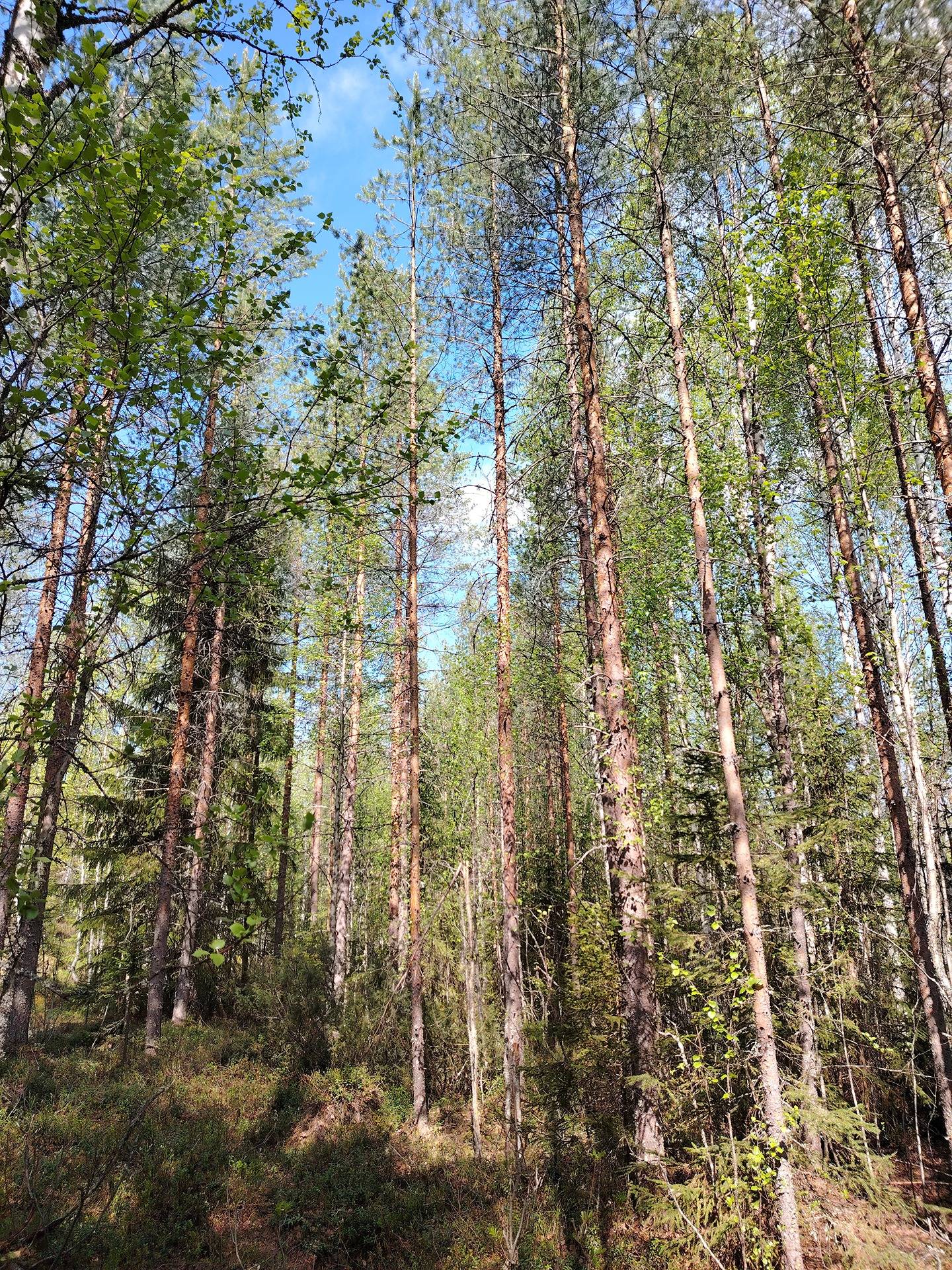 Pikku-Kuohusuo 911-403-5-19, Halmejärvi 11