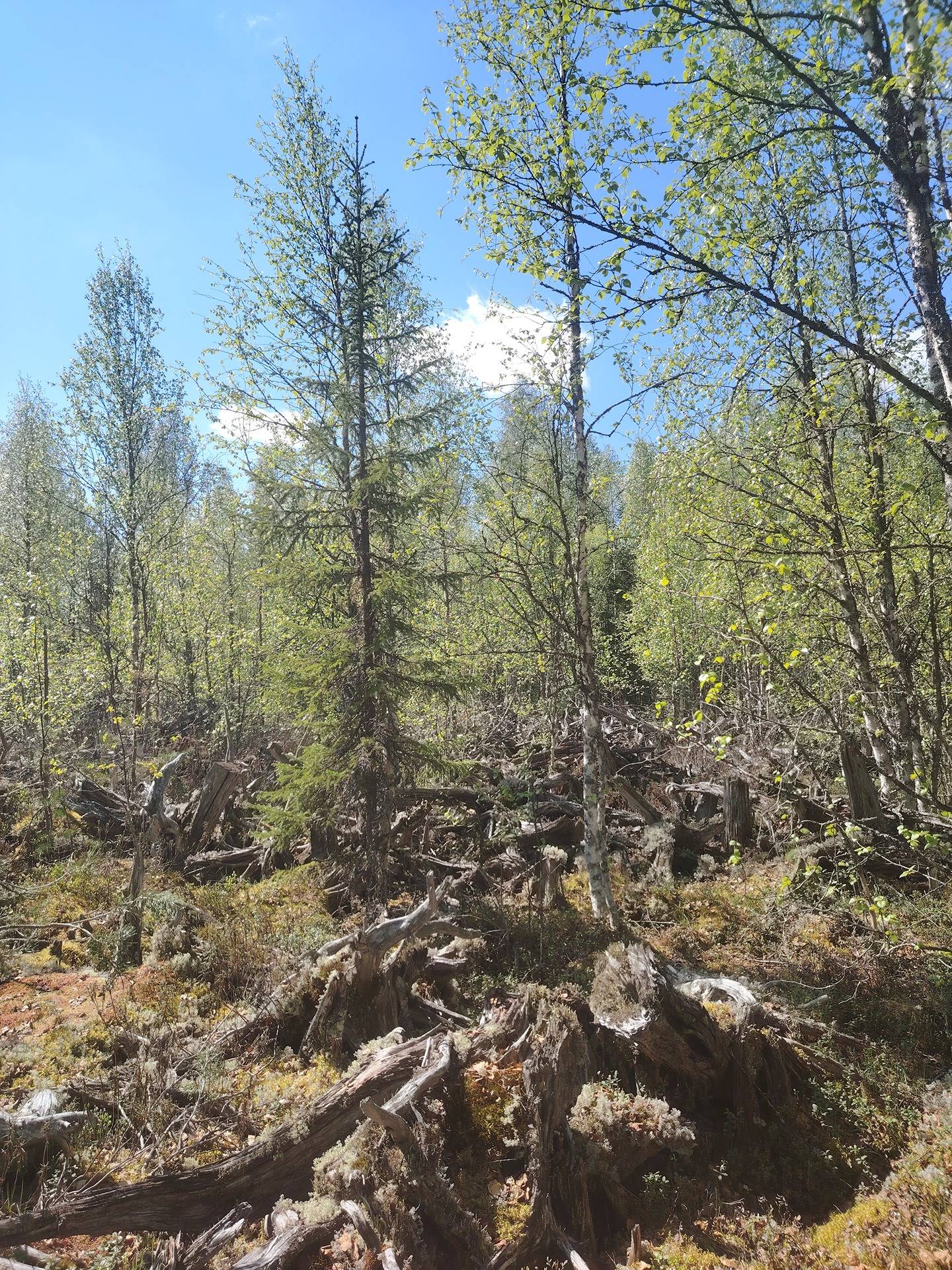 Pikku-Kuohusuo 911-403-5-19, Halmejärvi 15