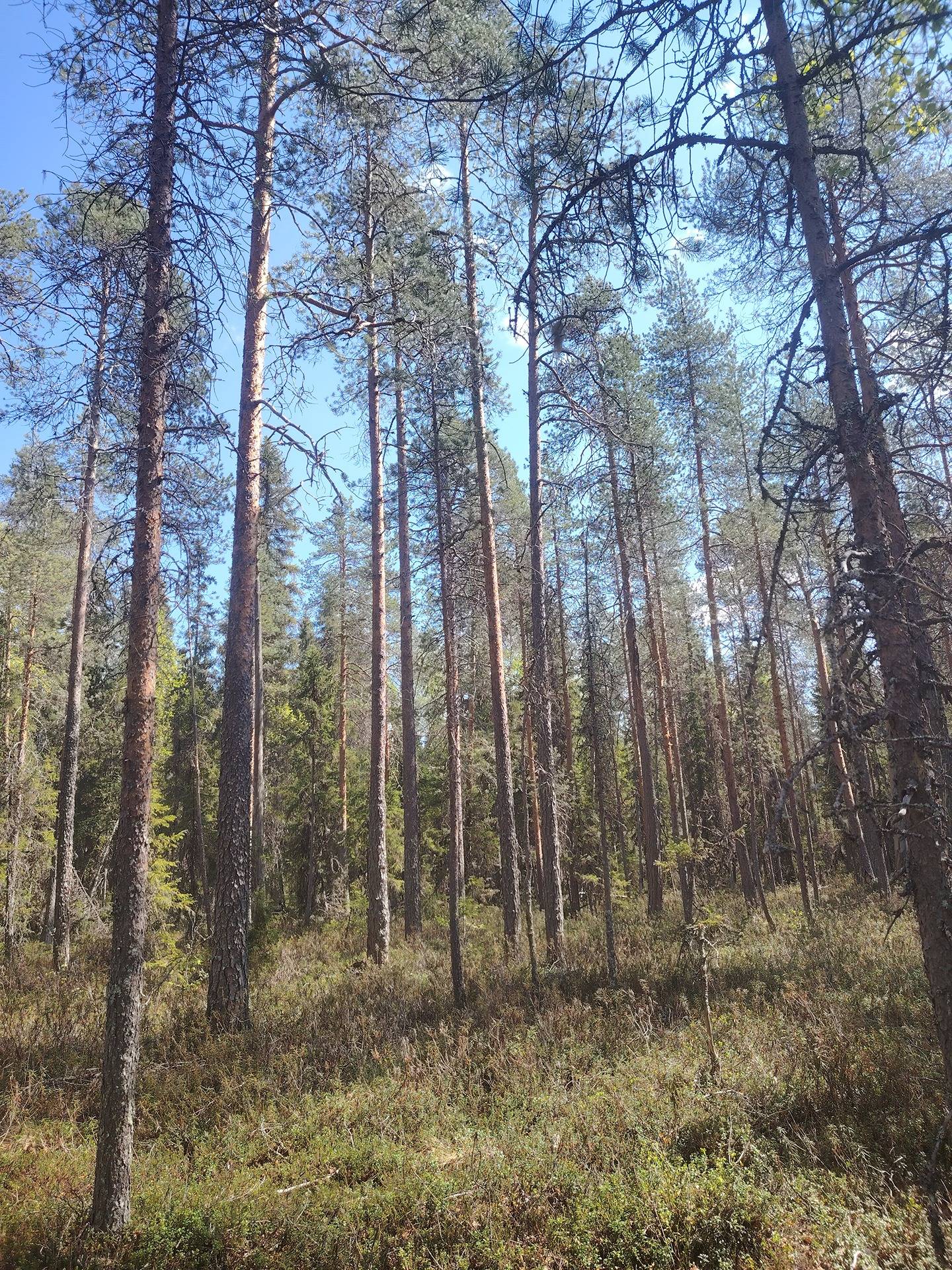 Pikku-Kuohusuo 911-403-5-19, Halmejärvi 19