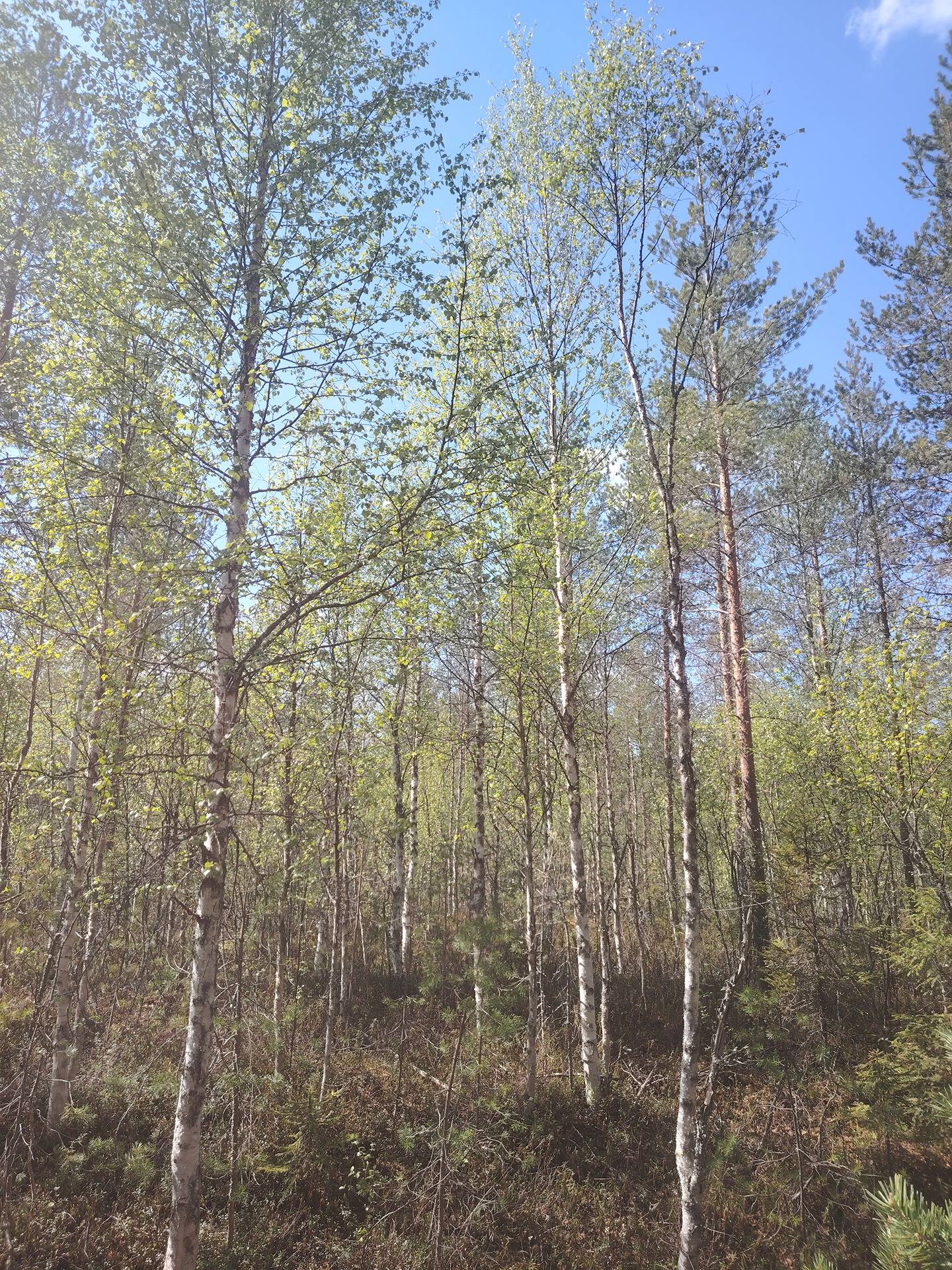 Pikku-Kuohusuo 911-403-5-19, Halmejärvi 22