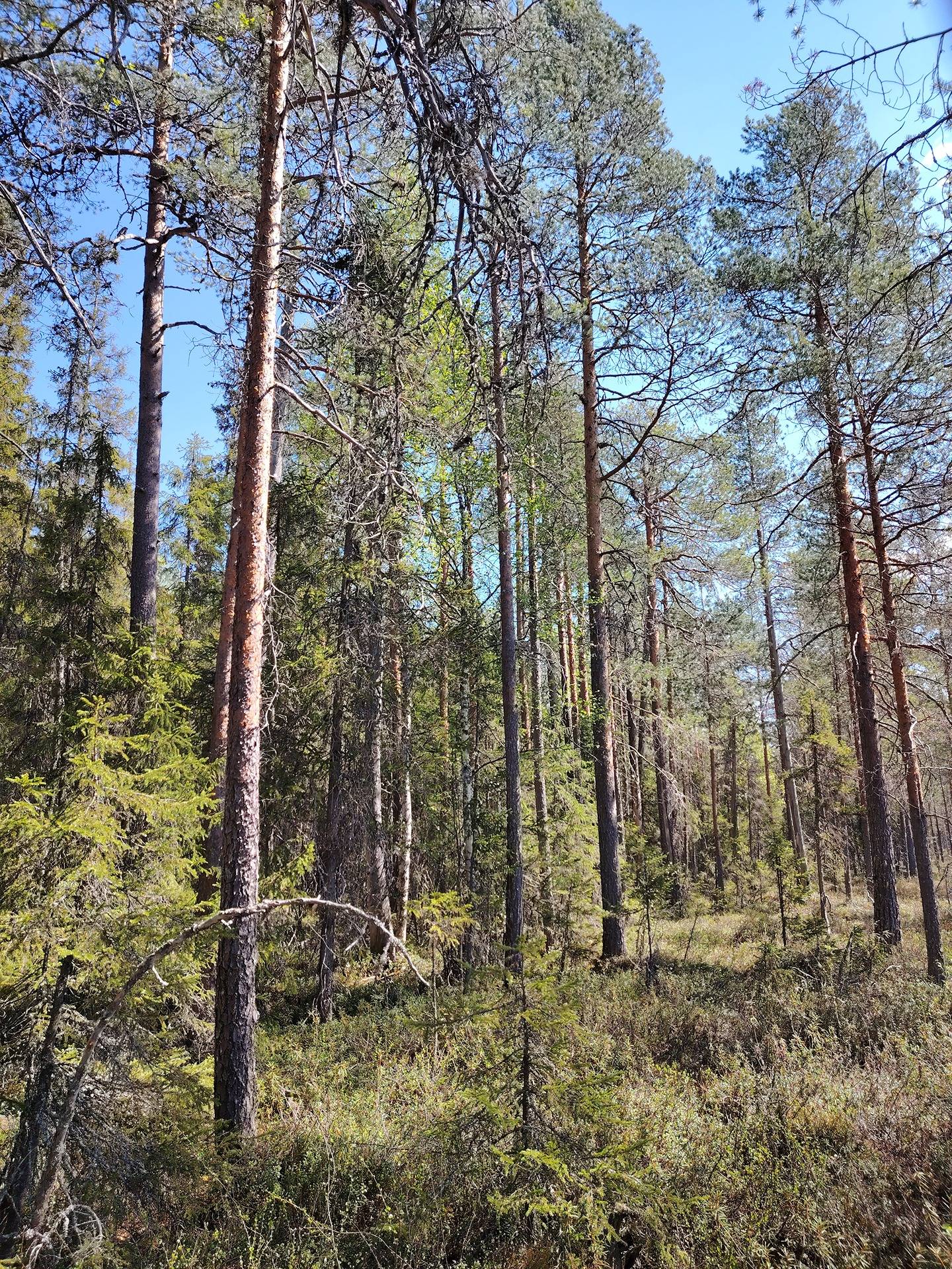 Pikku-Kuohusuo 911-403-5-19, Halmejärvi 26