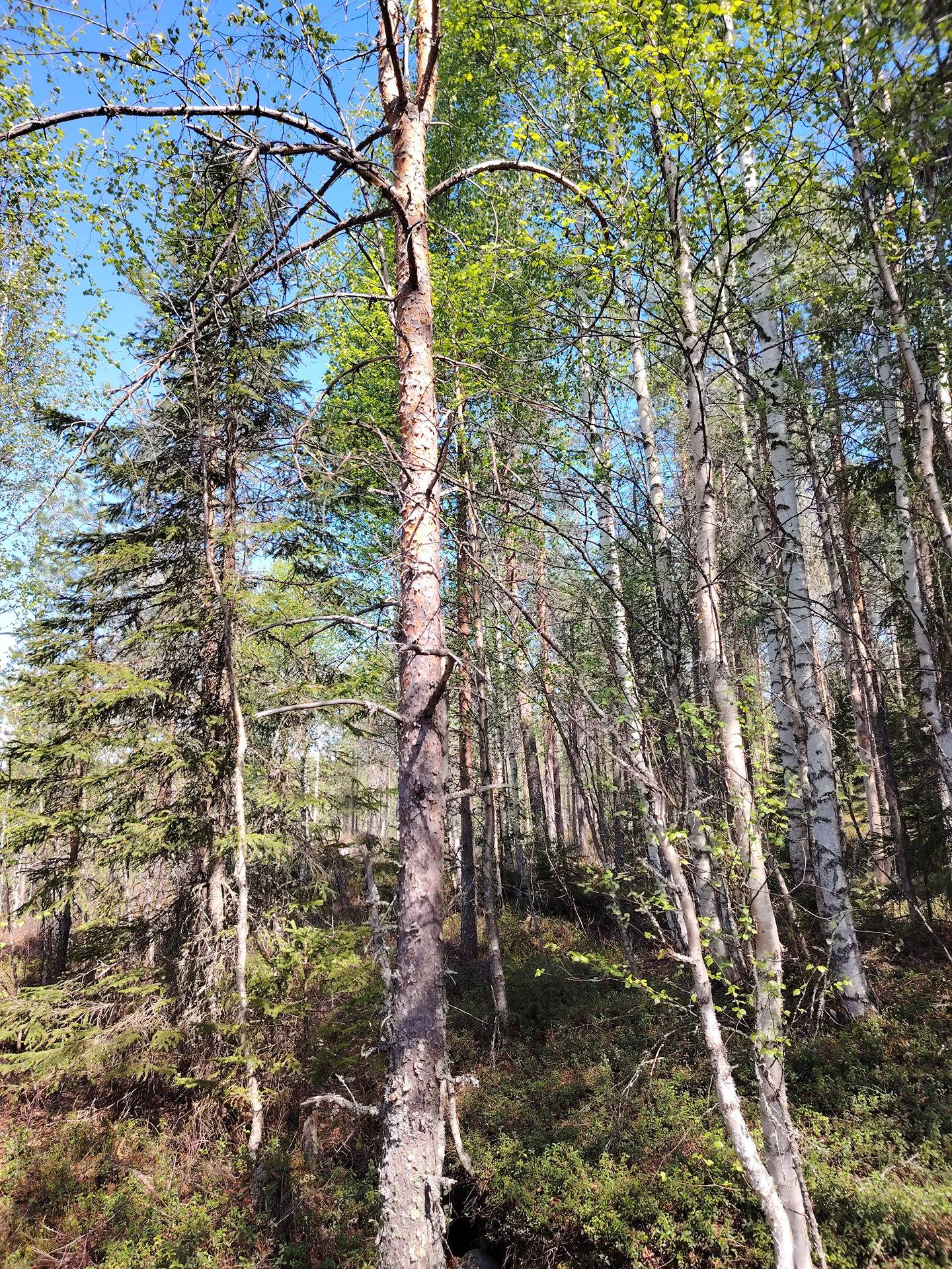 Pikku-Kuohusuo 911-403-5-19, Halmejärvi 32