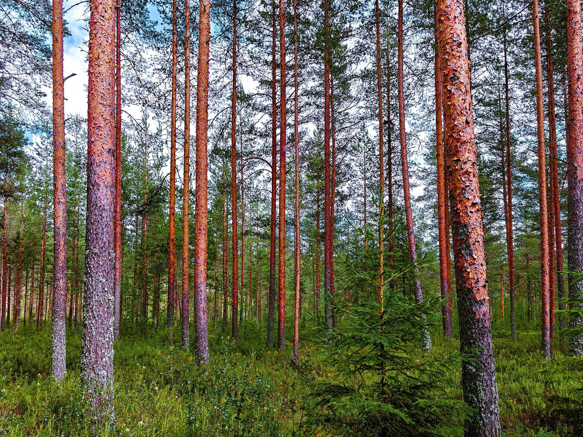 Kansikuva kohteelle Isokyrö, Orismala, Kaira 29:2