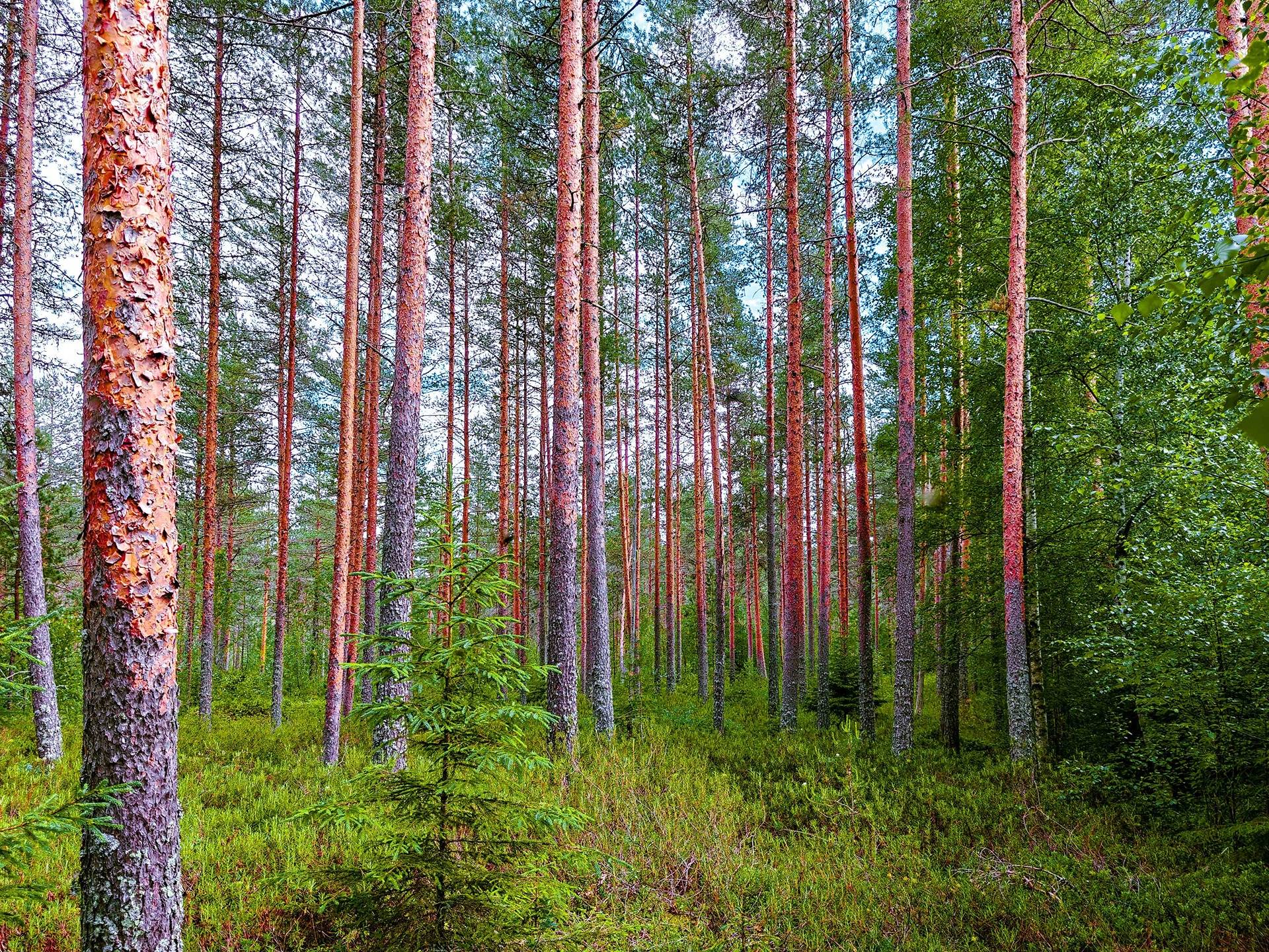 Isokyrö, Orismala, Kaira 29:2 29