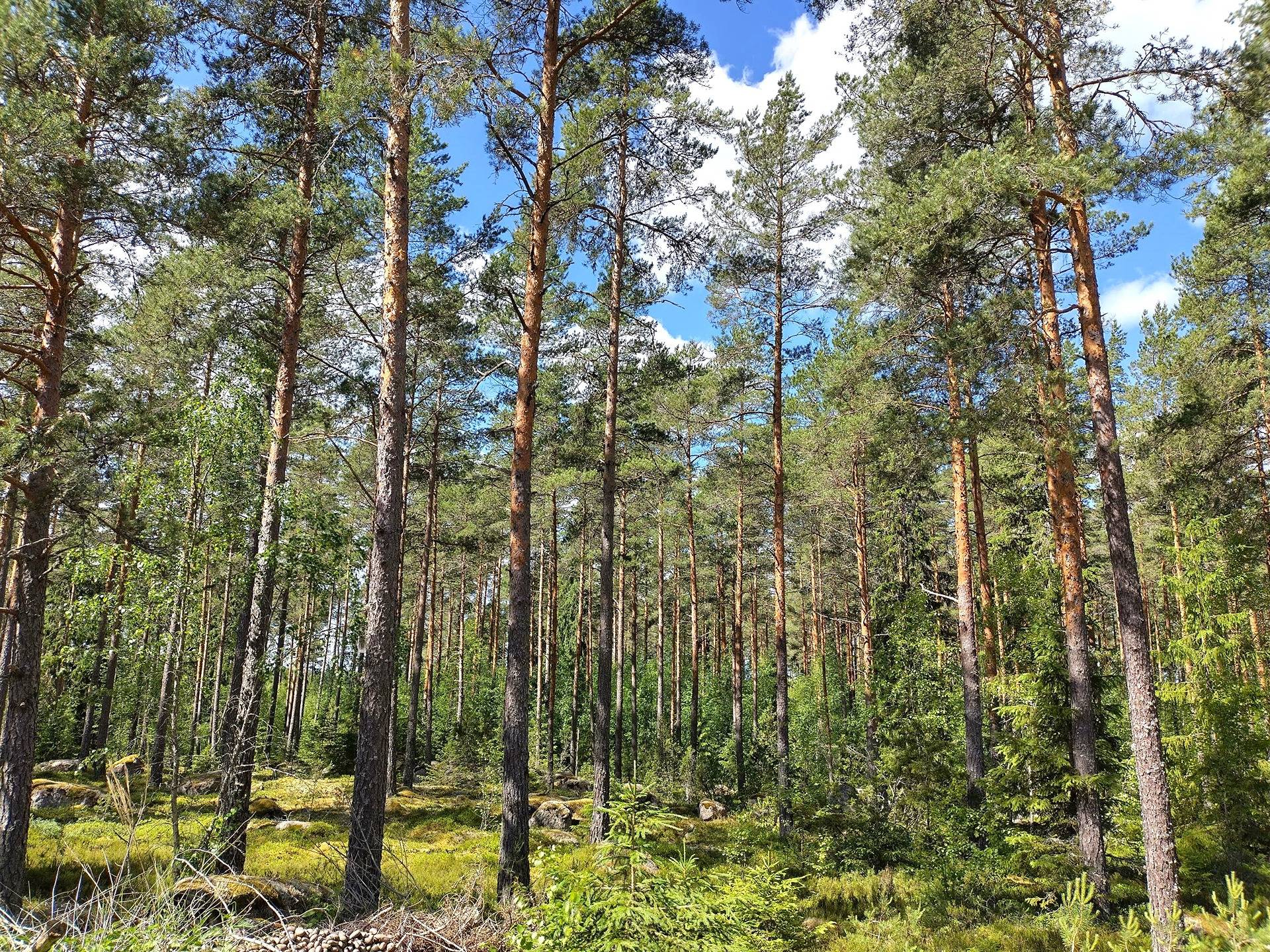 Sora 1:33, metsätila 3