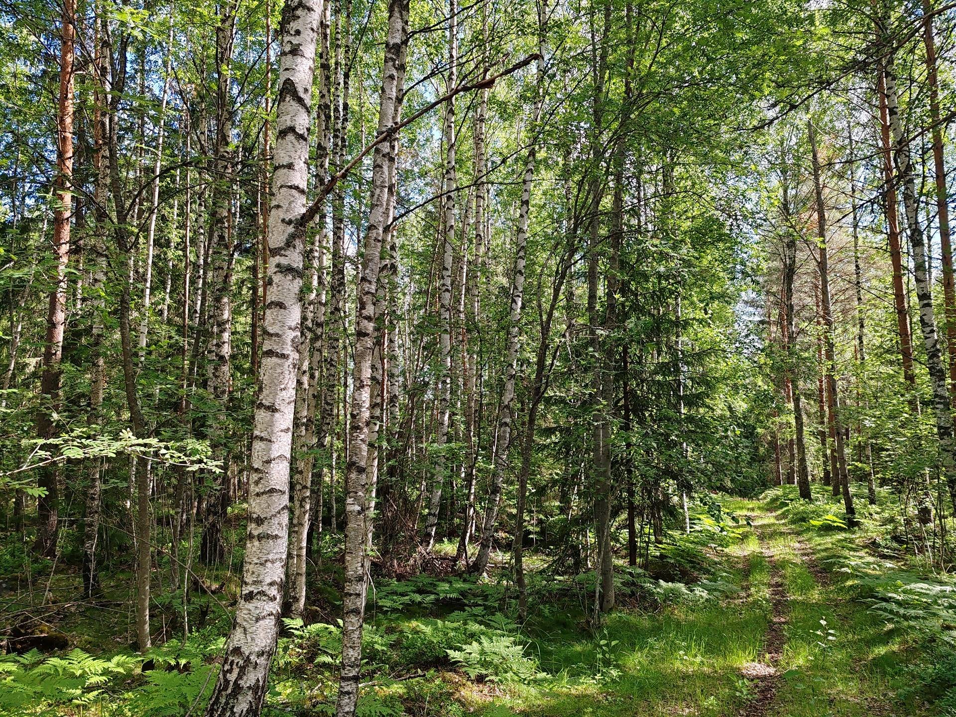 Metsätila Joentörmä 1:132 Salo, Lappinen 25