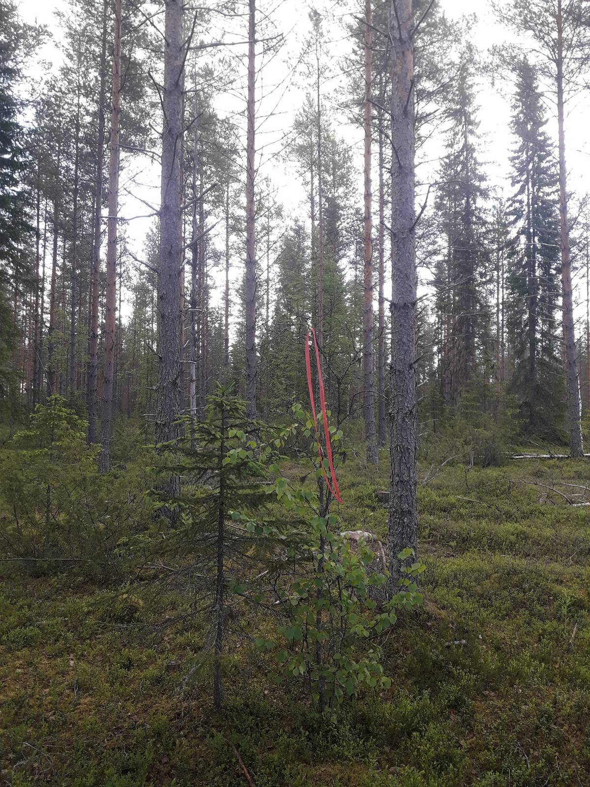 Omslagsbild för objektet Metsämääräala Keskitalo 578-407-11-6
