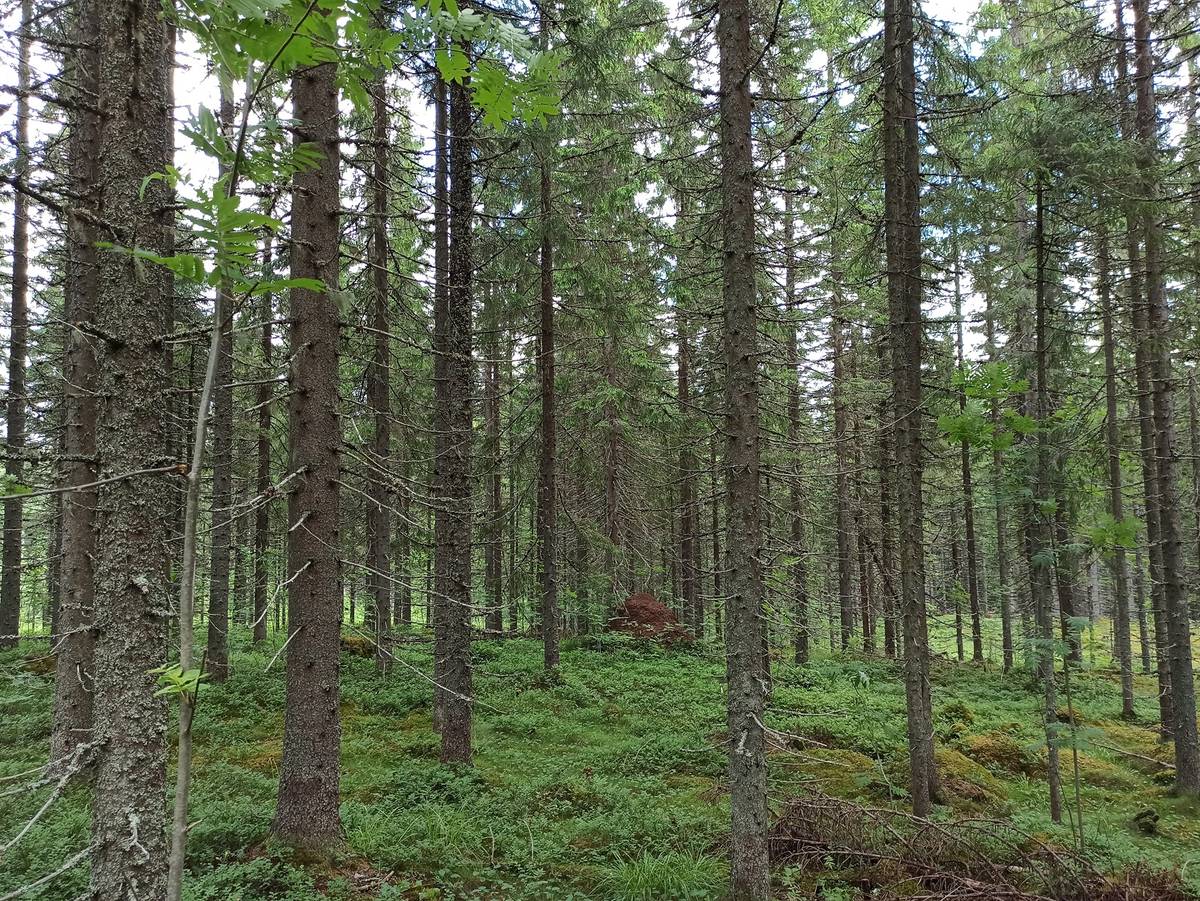 Omslagsbild för objektet RAJASELKÄ 167-425-7-16, Härmi