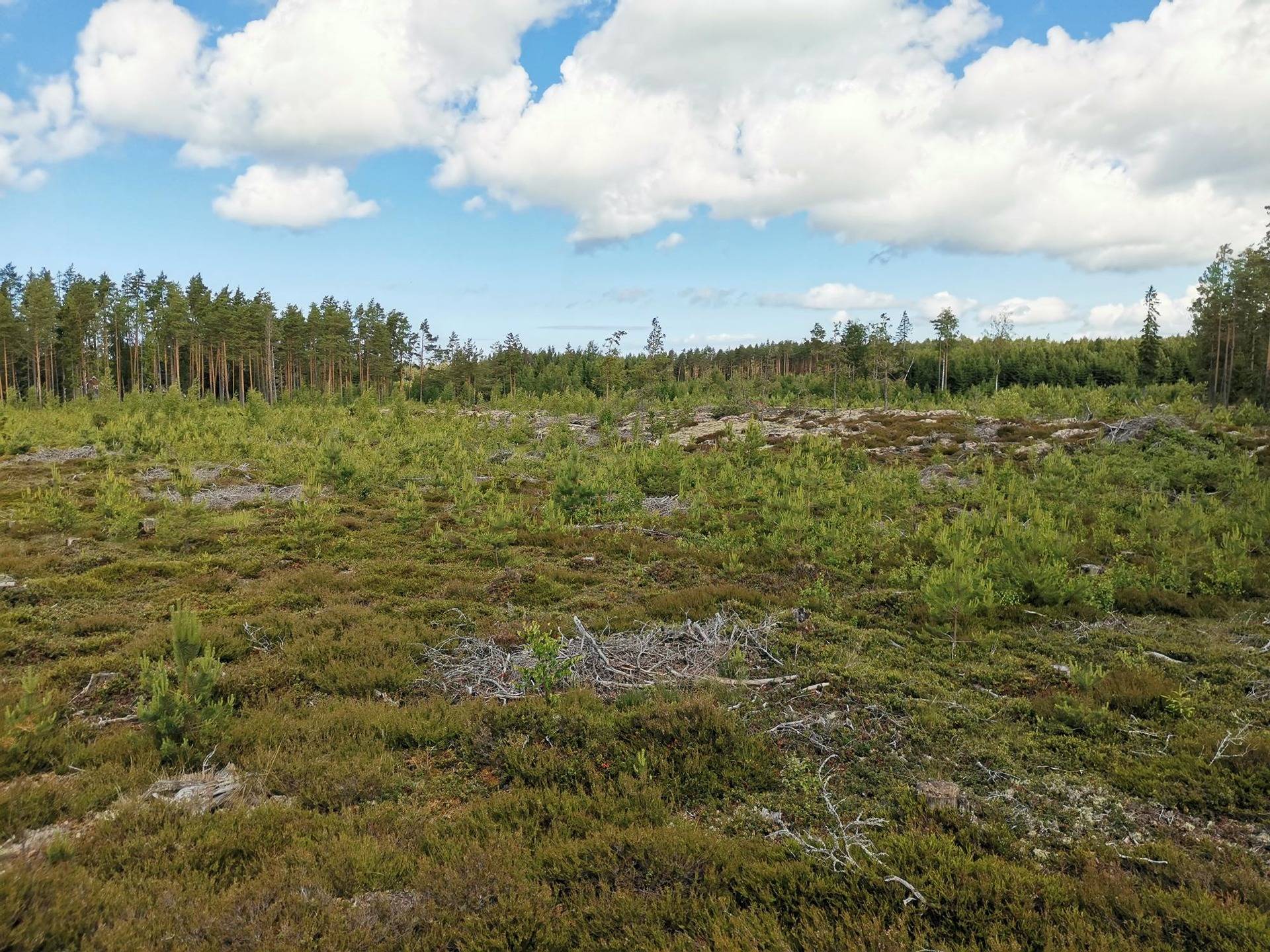 Metsätila (Määräala) noin 13,2 ha, HAVERIA; 895-479-3-53, Uusikaupunki, Heinäinen. 5