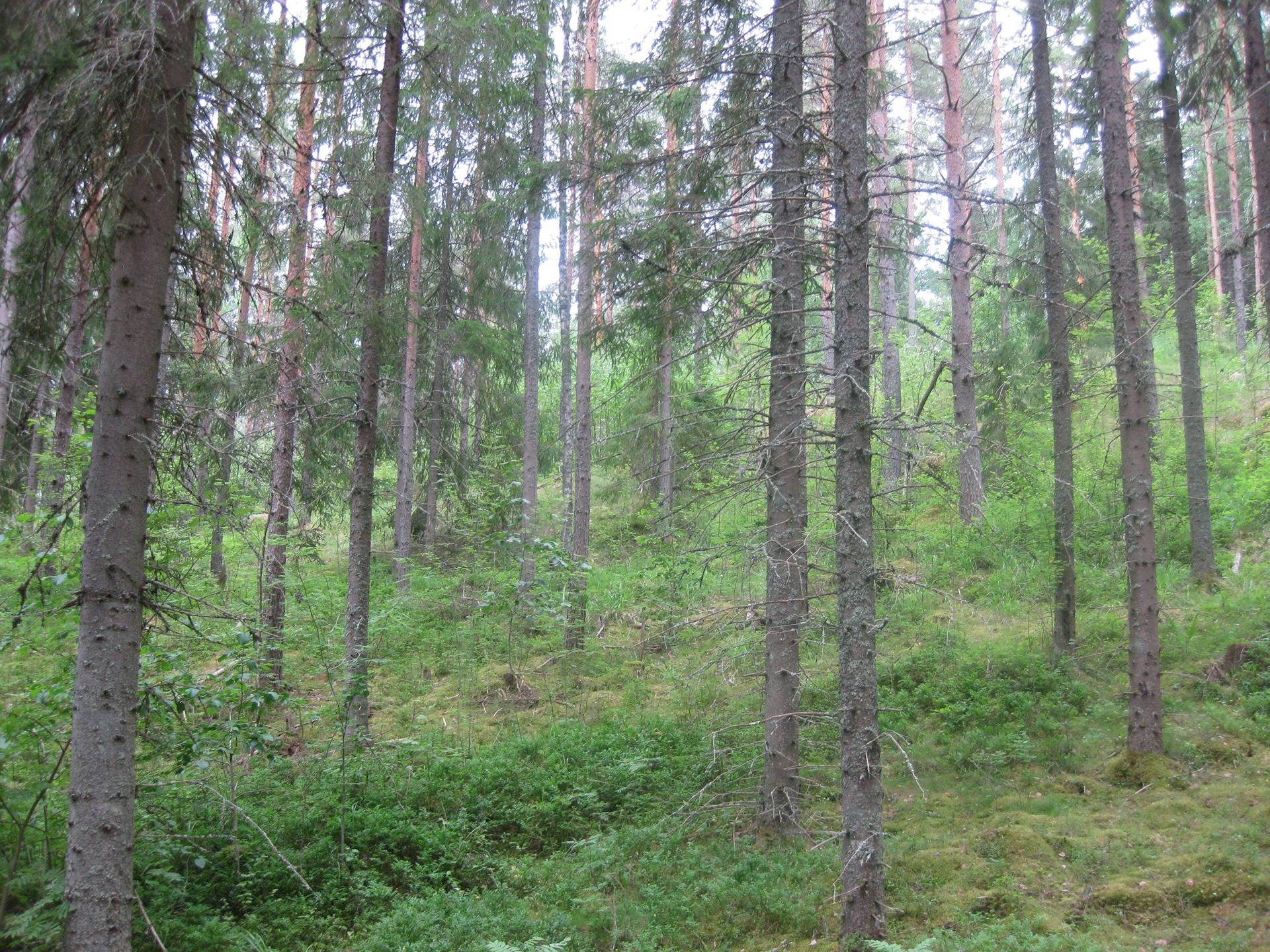 Metsätila asuintalolla Metsäranta 2