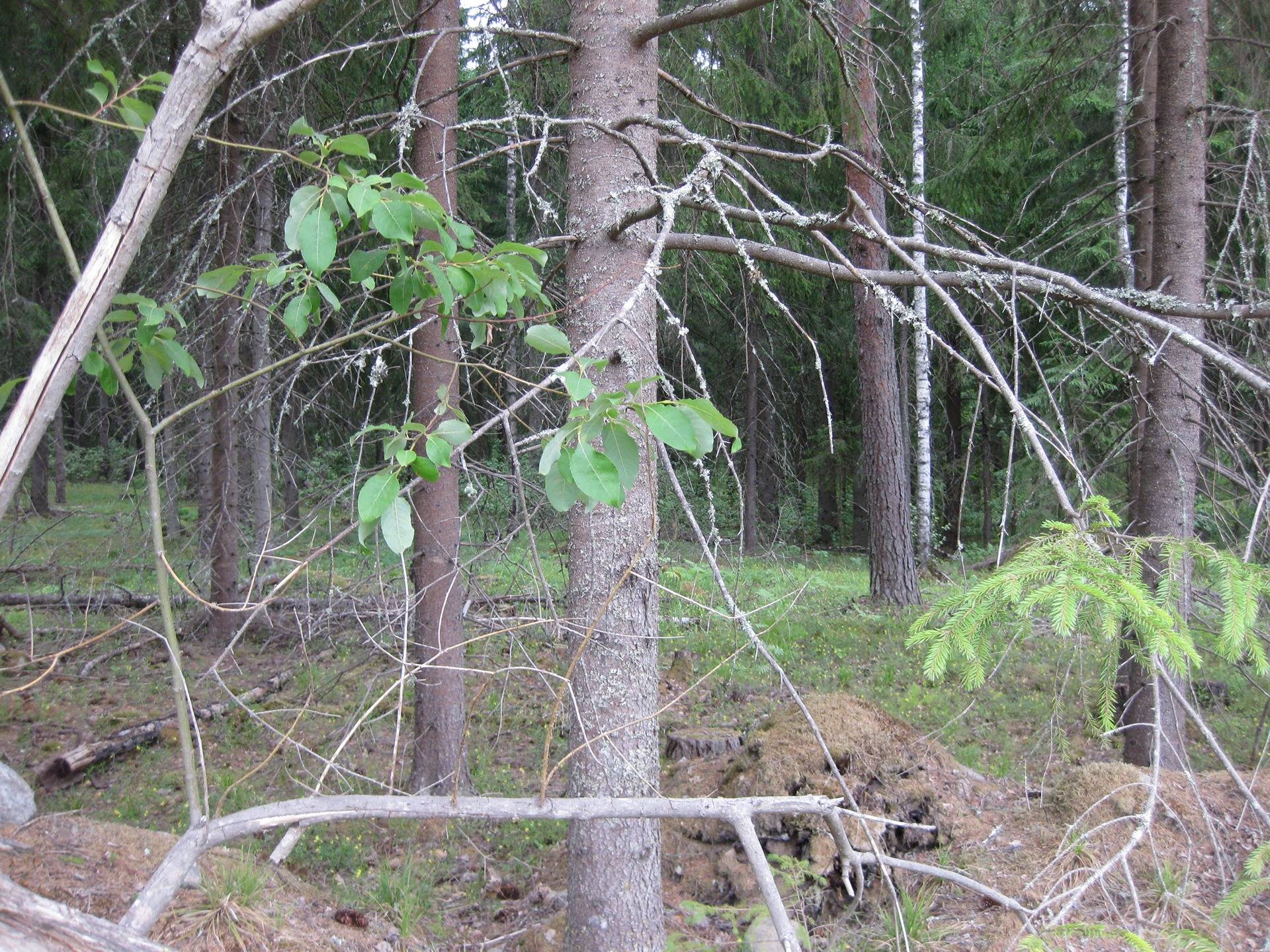 Metsätila asuintalolla Metsäranta 5