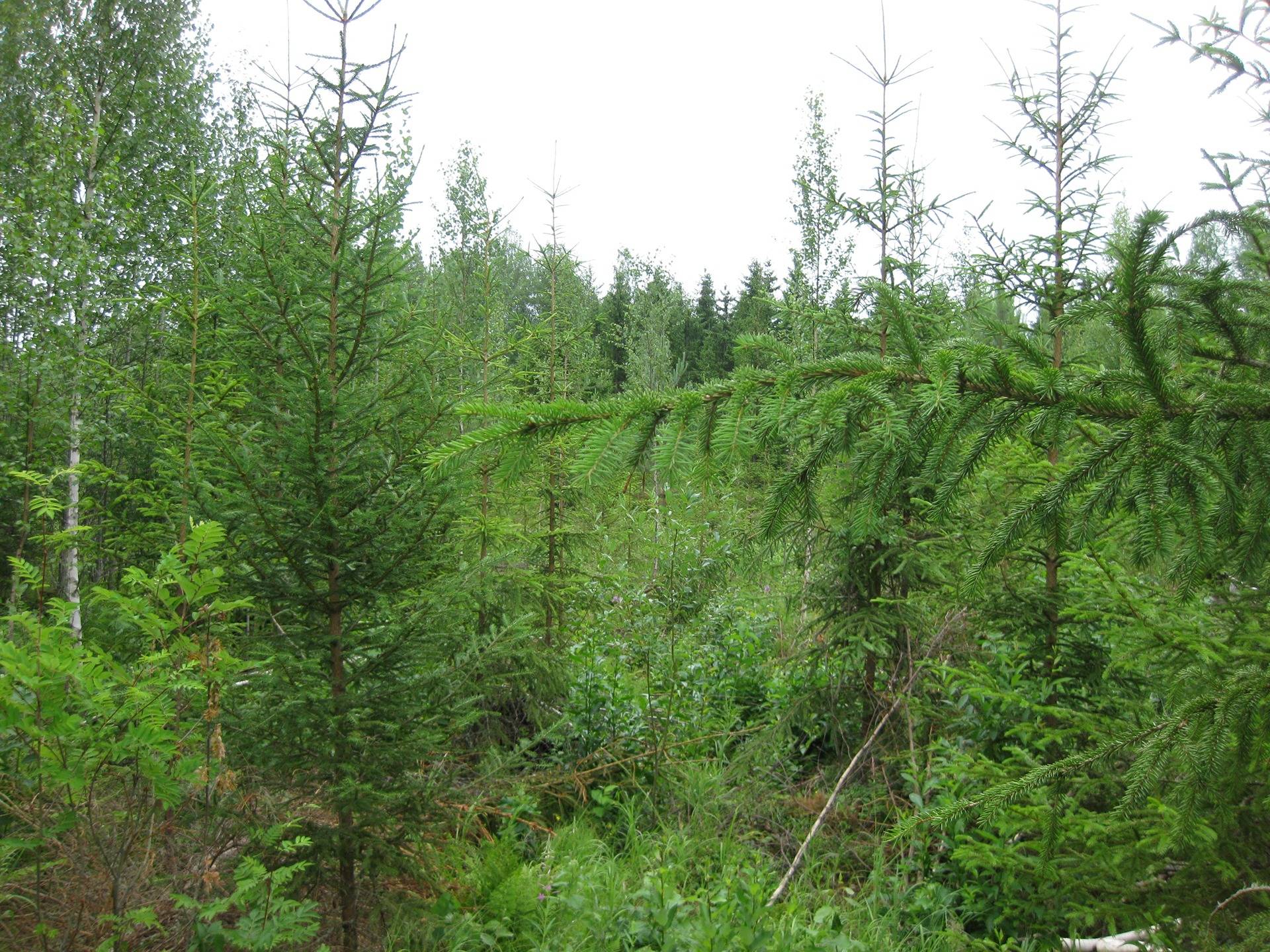 Metsätila asuintalolla Metsäranta 37