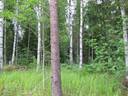 Metsätila asuintalolla Metsäranta 40