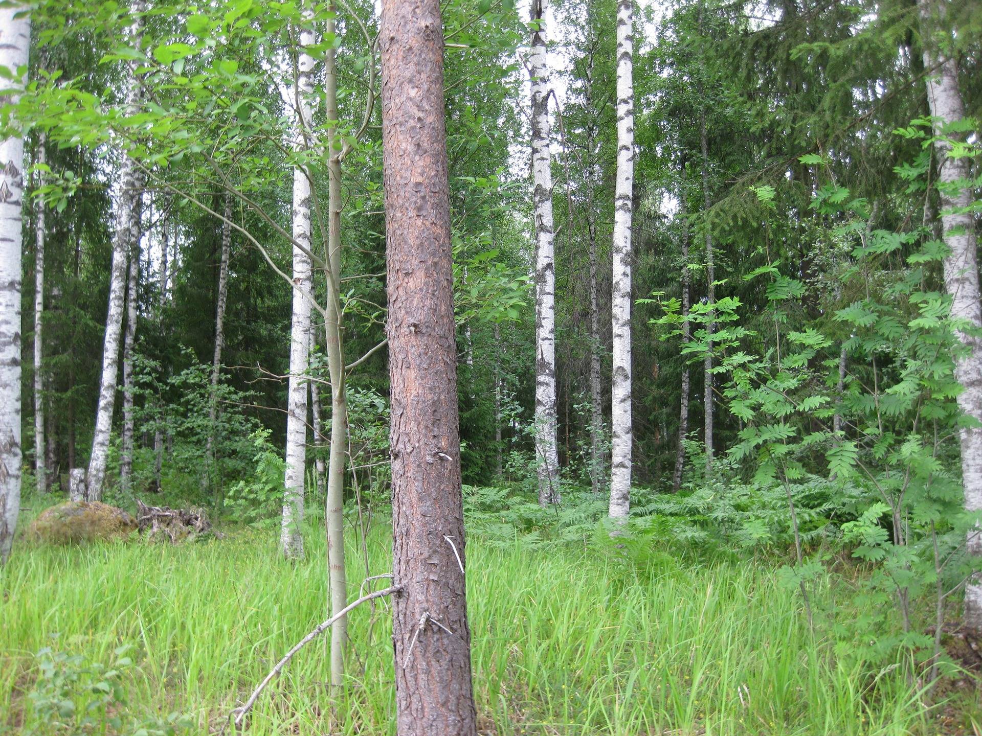 Metsätila asuintalolla Metsäranta 40