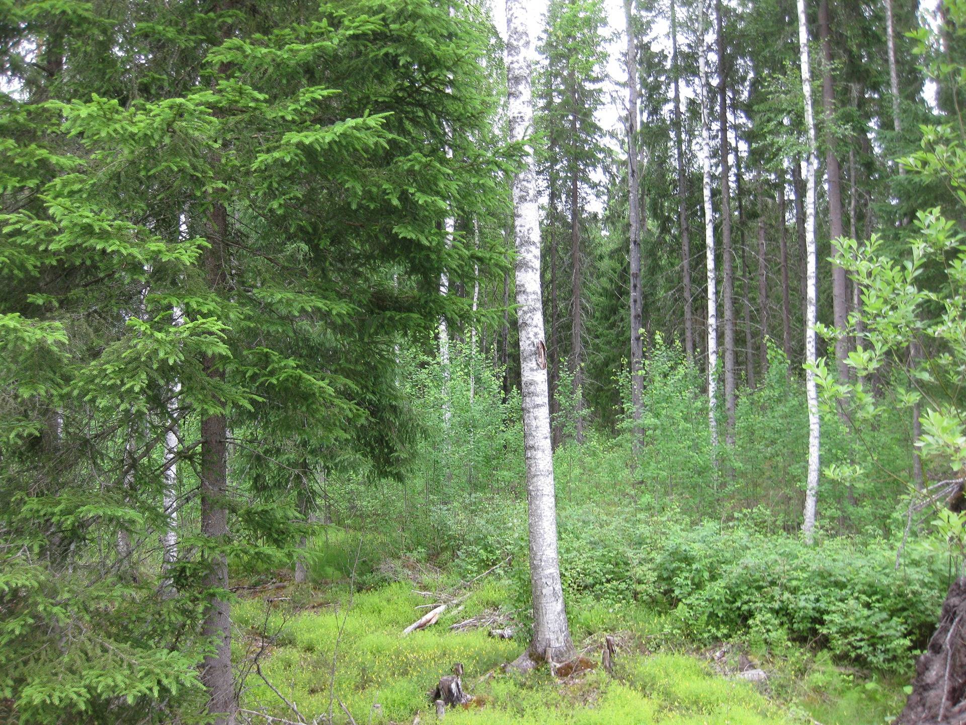 Metsätila asuintalolla Metsäranta 42