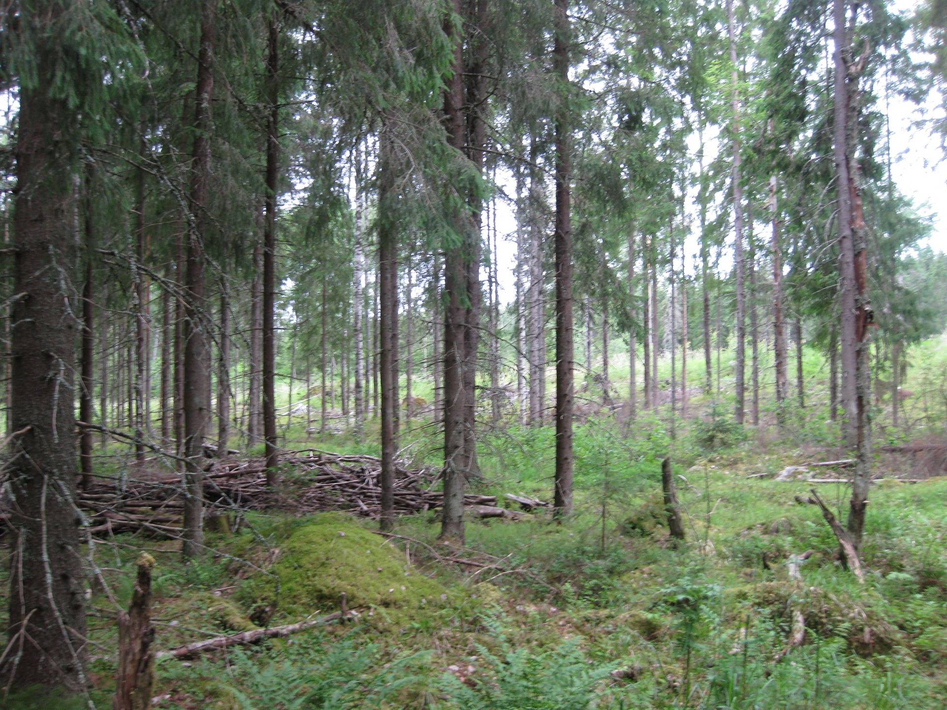 Metsätila asuintalolla Metsäranta 43