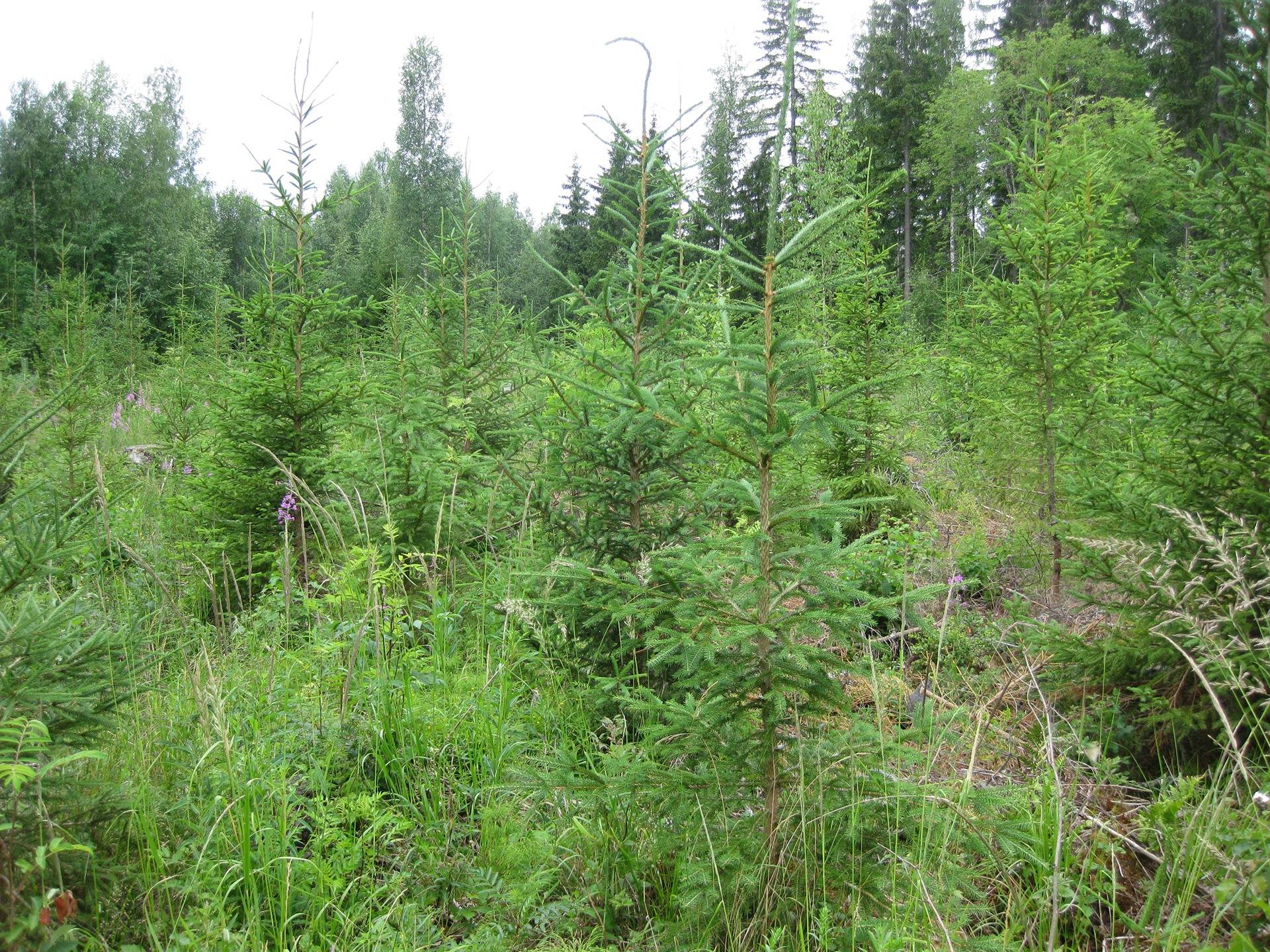 Metsätila asuintalolla Metsäranta 44