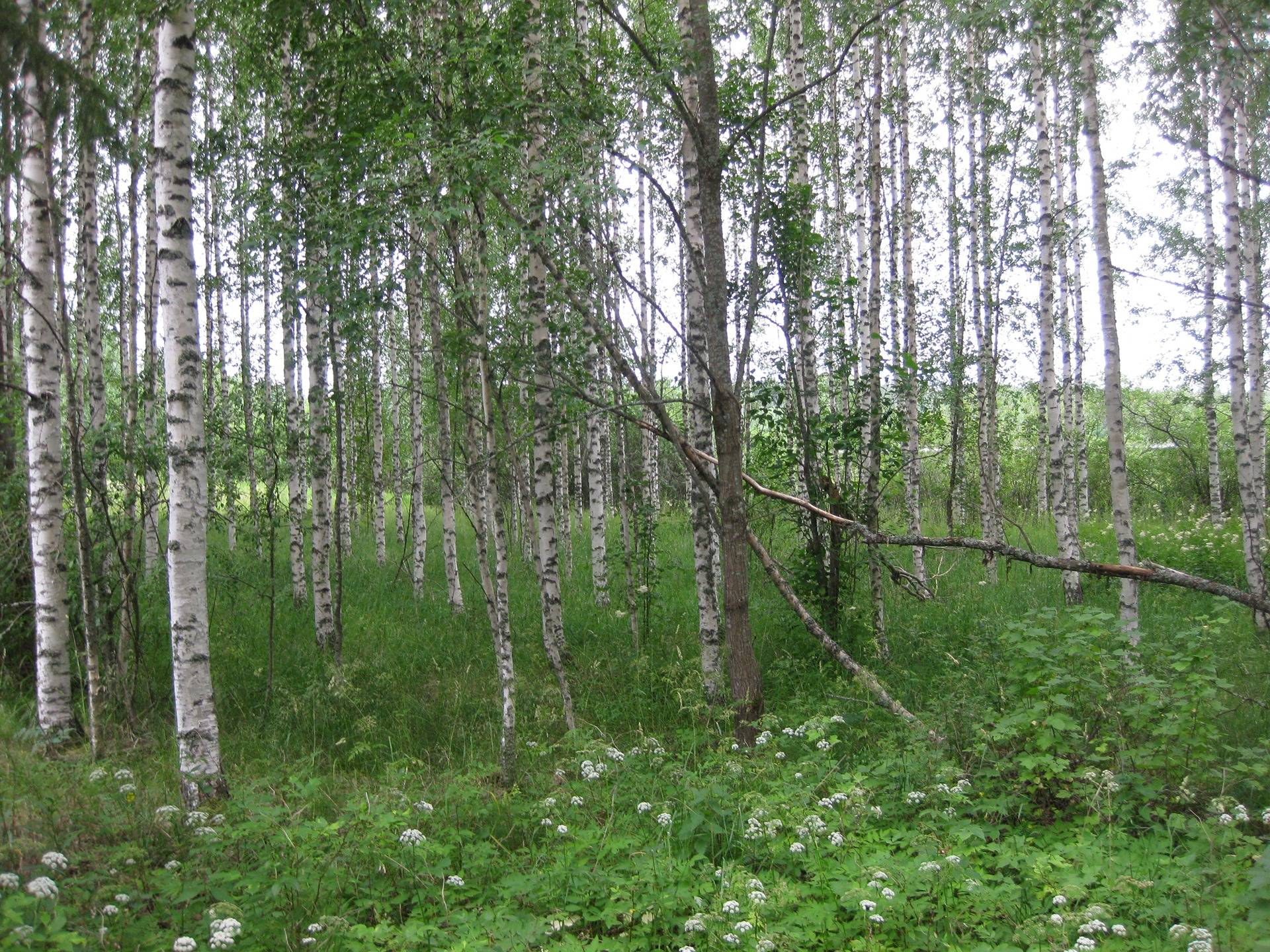 Metsätila asuintalolla Metsäranta 45