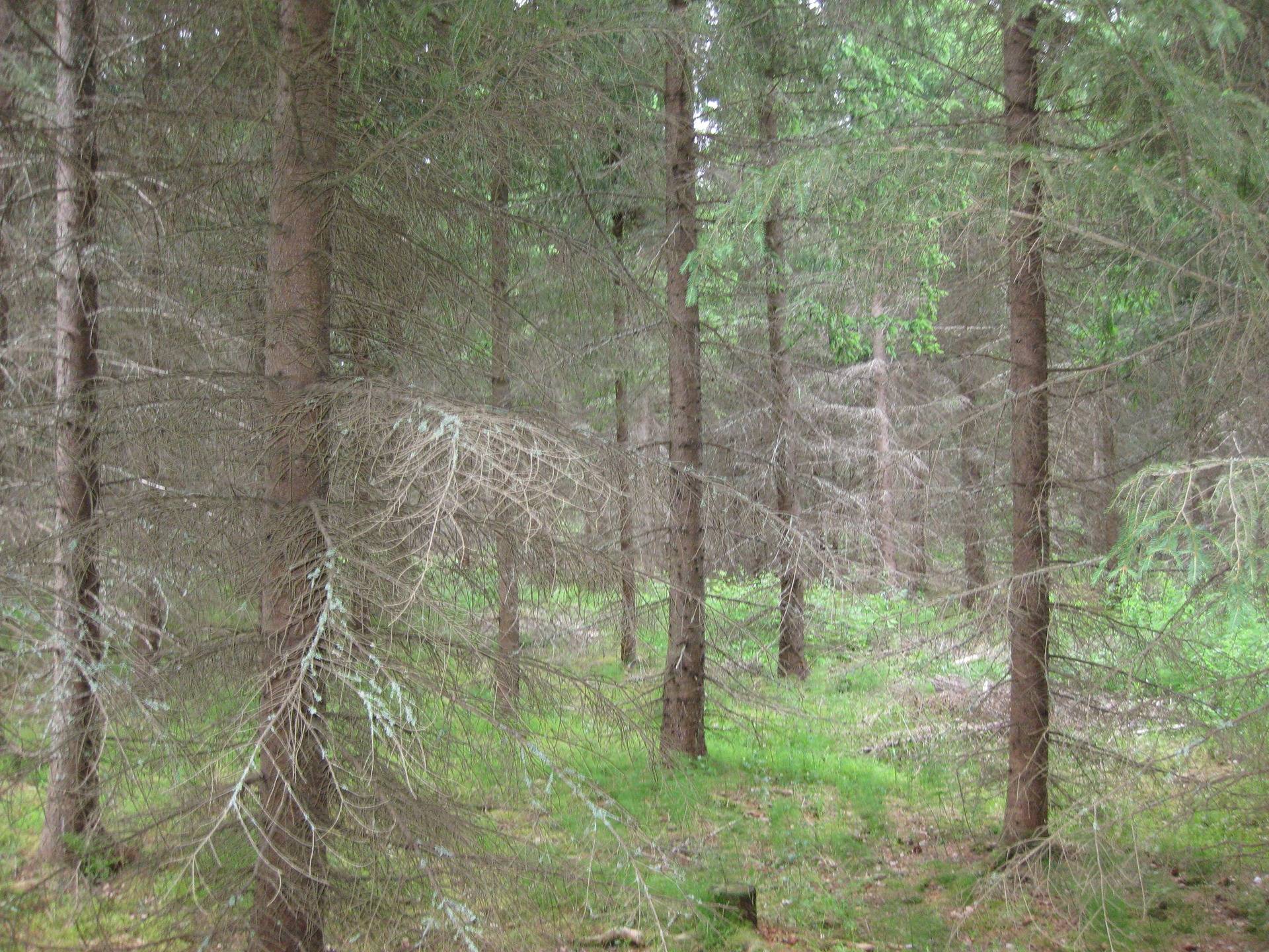 Metsätila asuintalolla Metsäranta 46