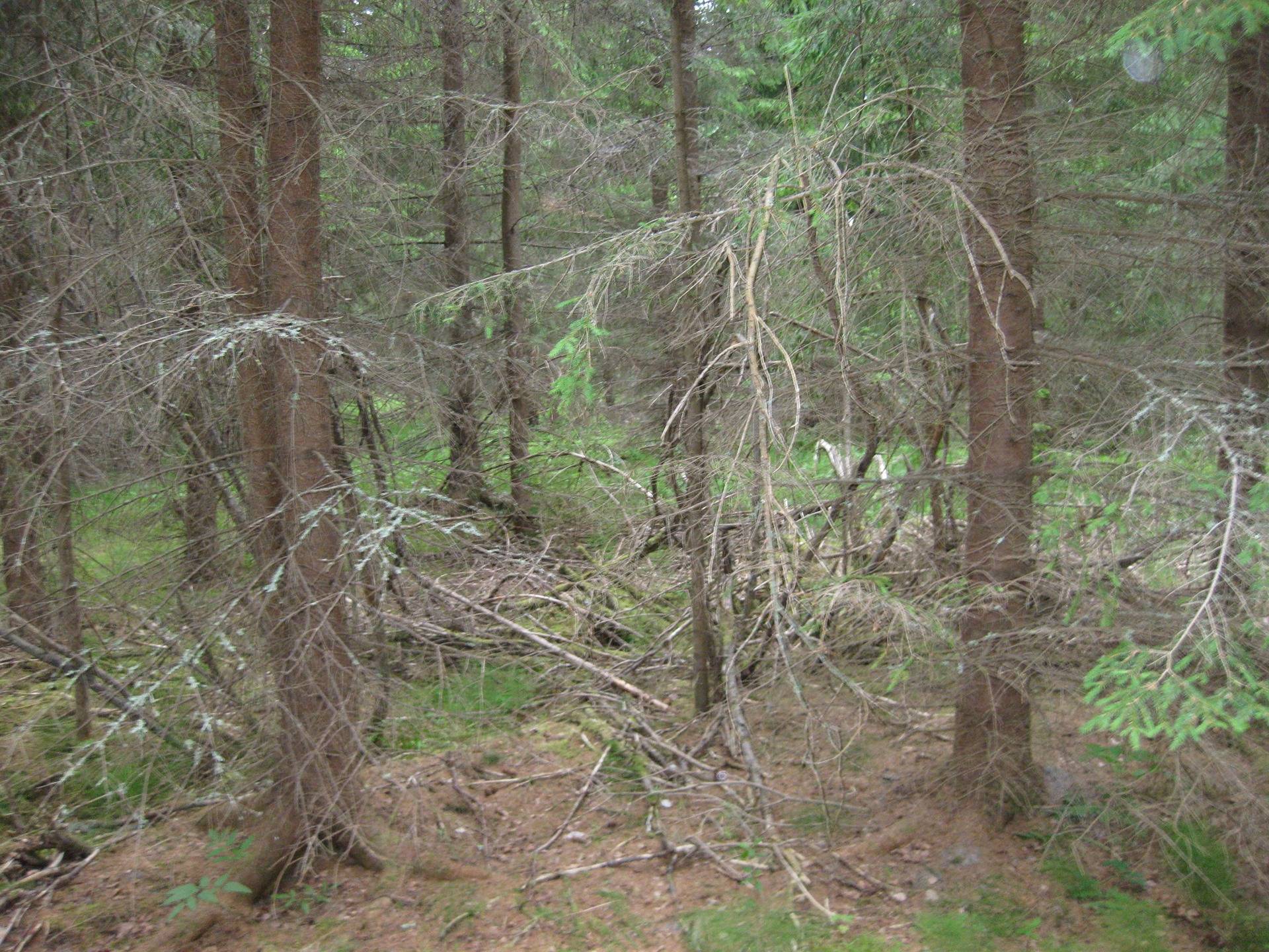 Metsätila asuintalolla Metsäranta 47