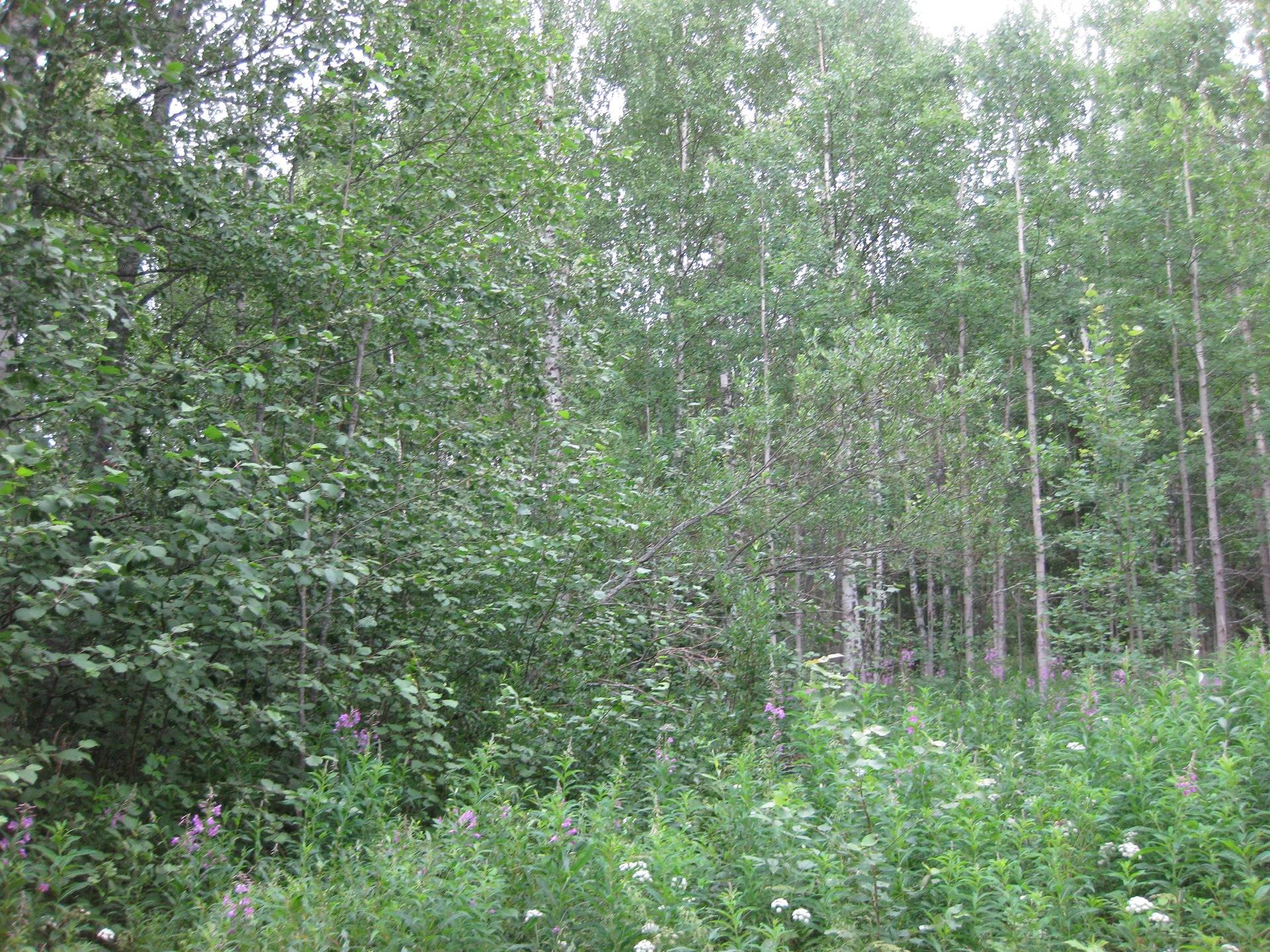 Metsätila asuintalolla Metsäranta 50