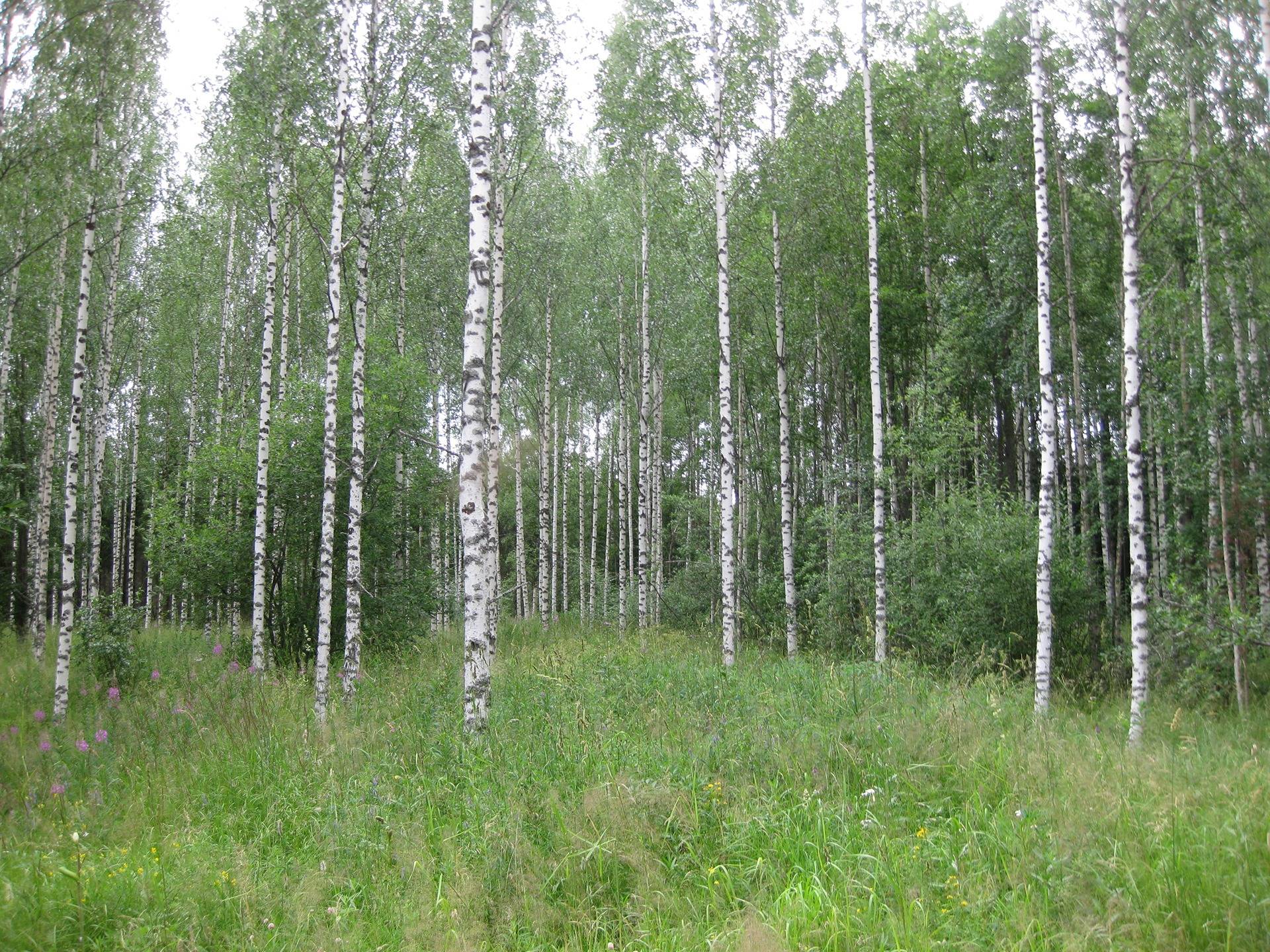 Metsätila asuintalolla Metsäranta 53