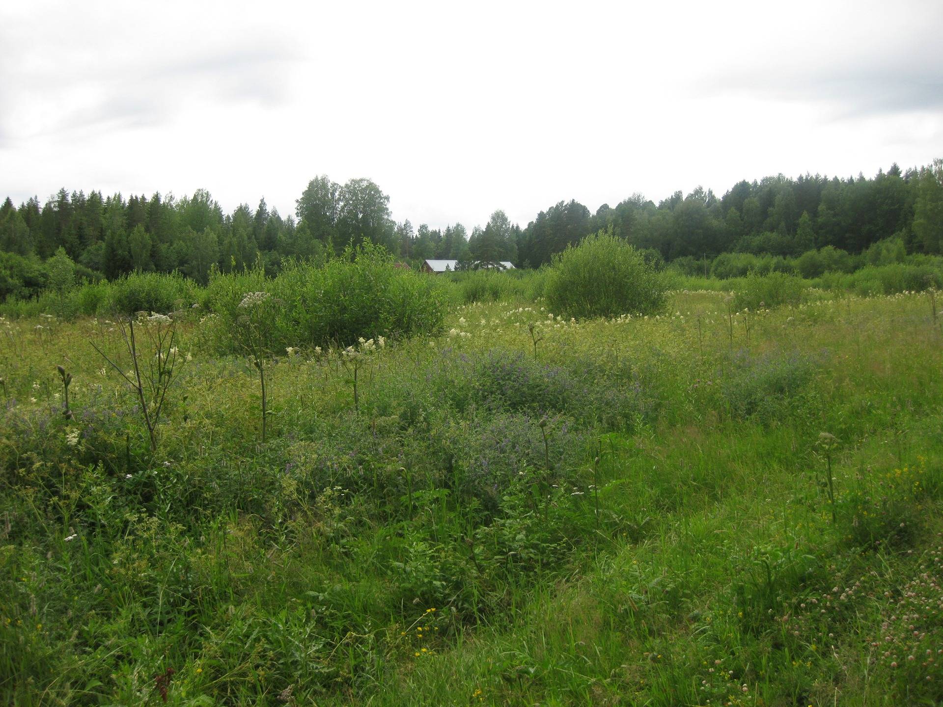 Metsätila asuintalolla Metsäranta 54