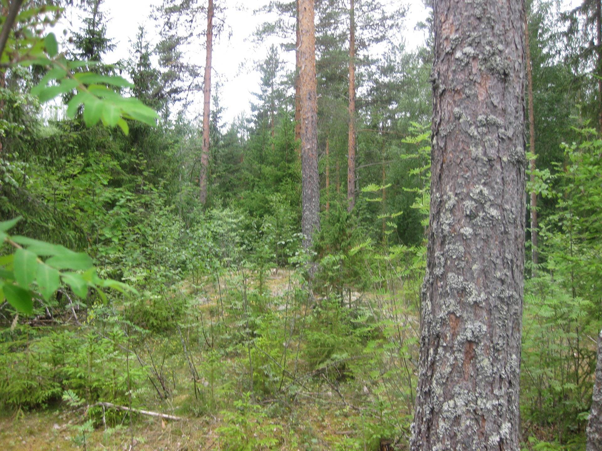 Metsätila asuintalolla Metsäranta 60