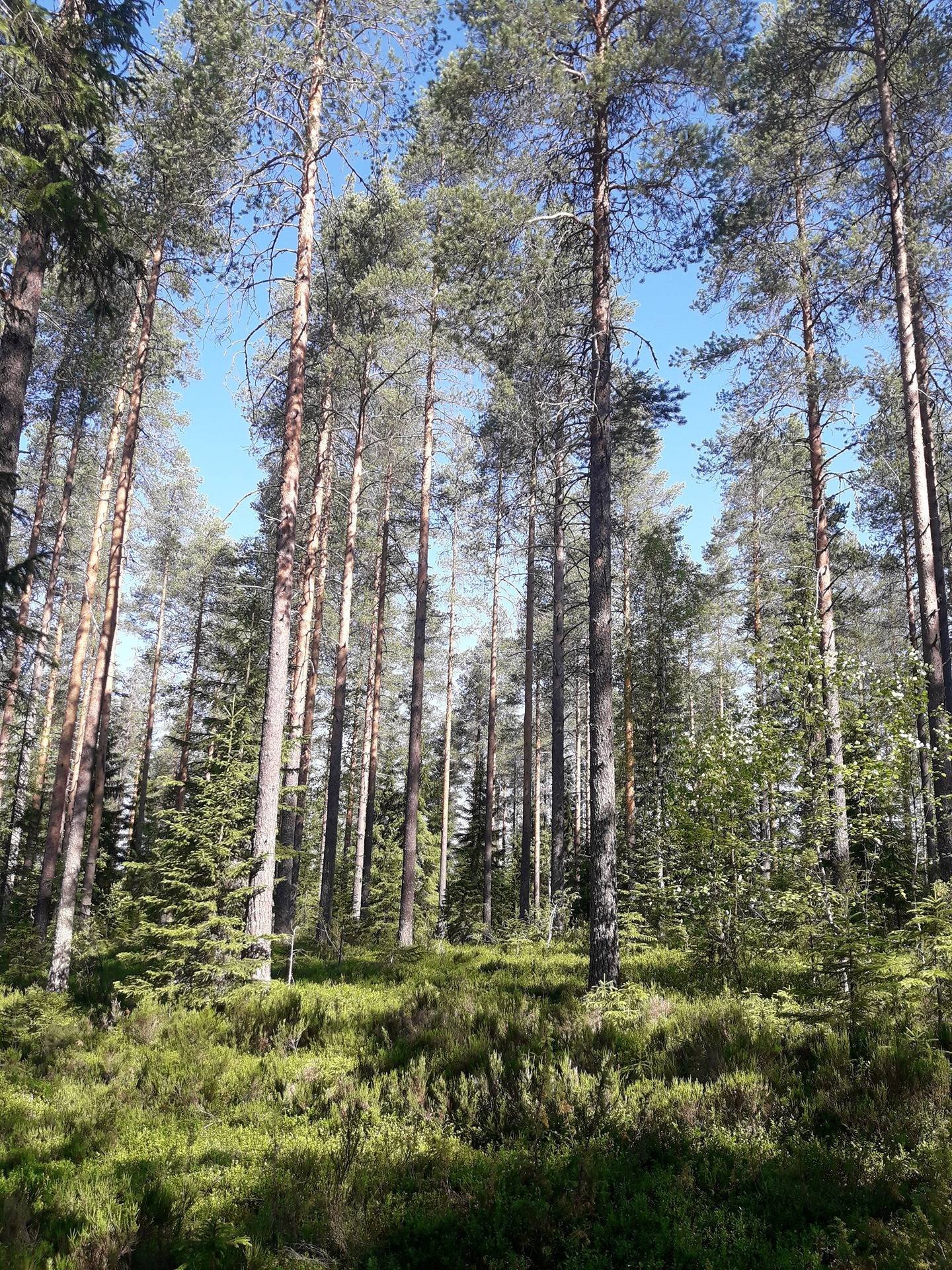 Omslagsbild för objektet Onnela 290-407-33-8