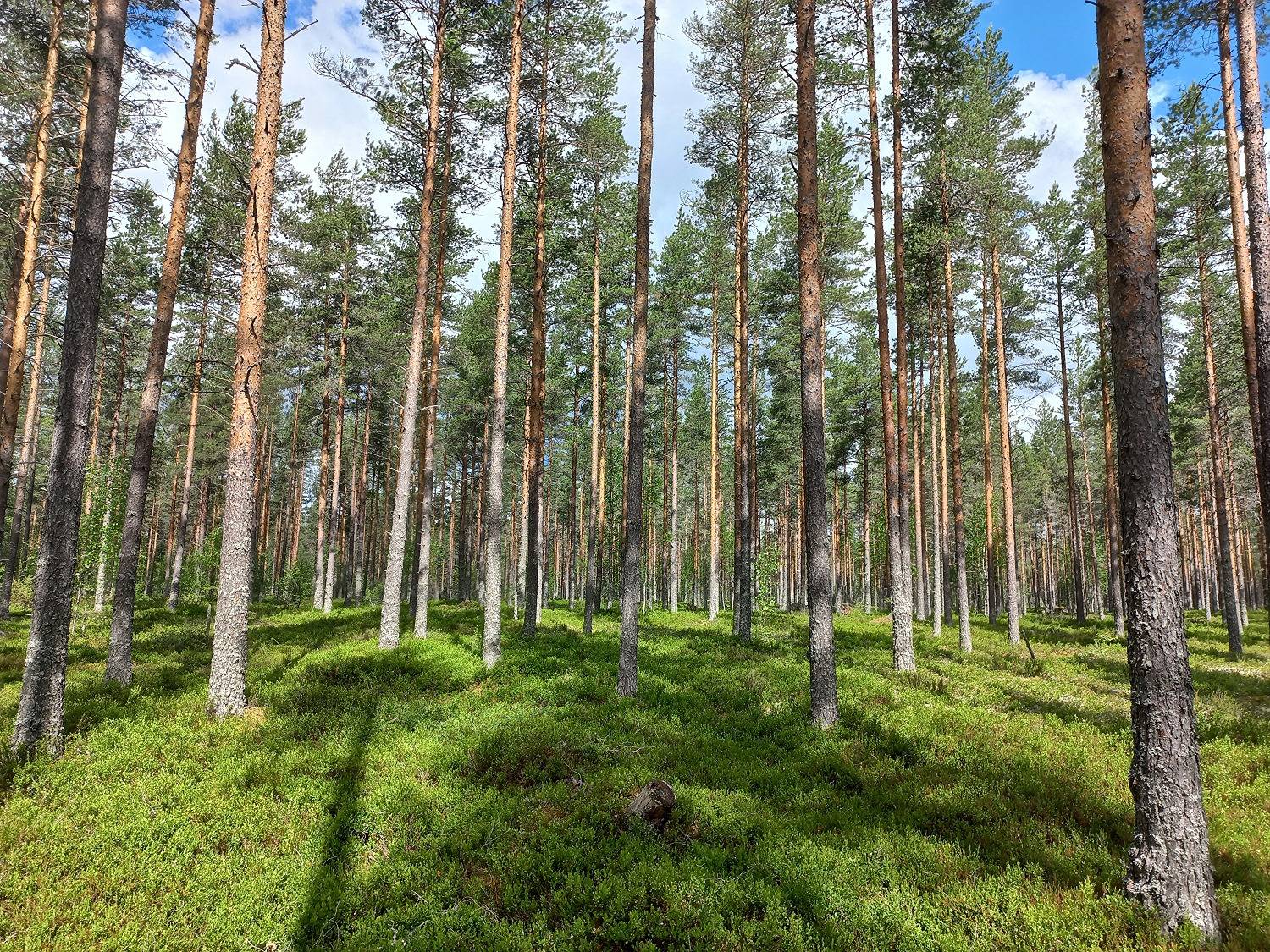 Kansikuva kohteelle Haukka