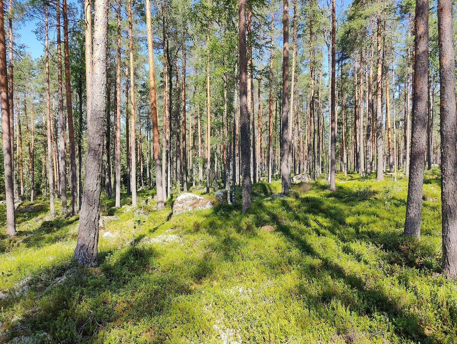 Kansikuva kohteelle Ilmajoki VÄLIRANTA 145-410-3-372