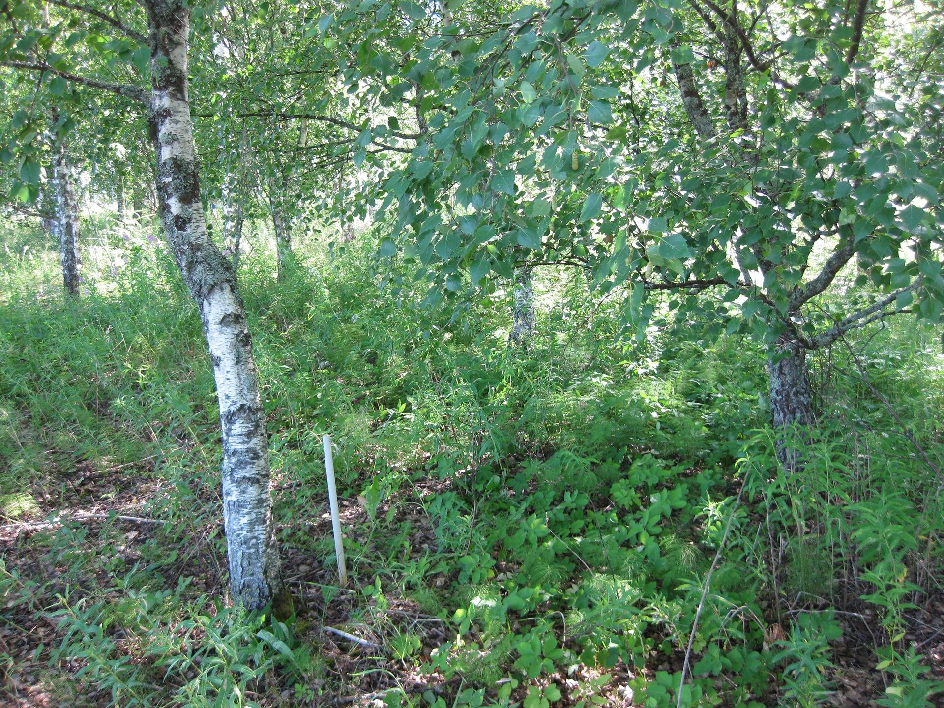 Metsätila Leväpohja 2