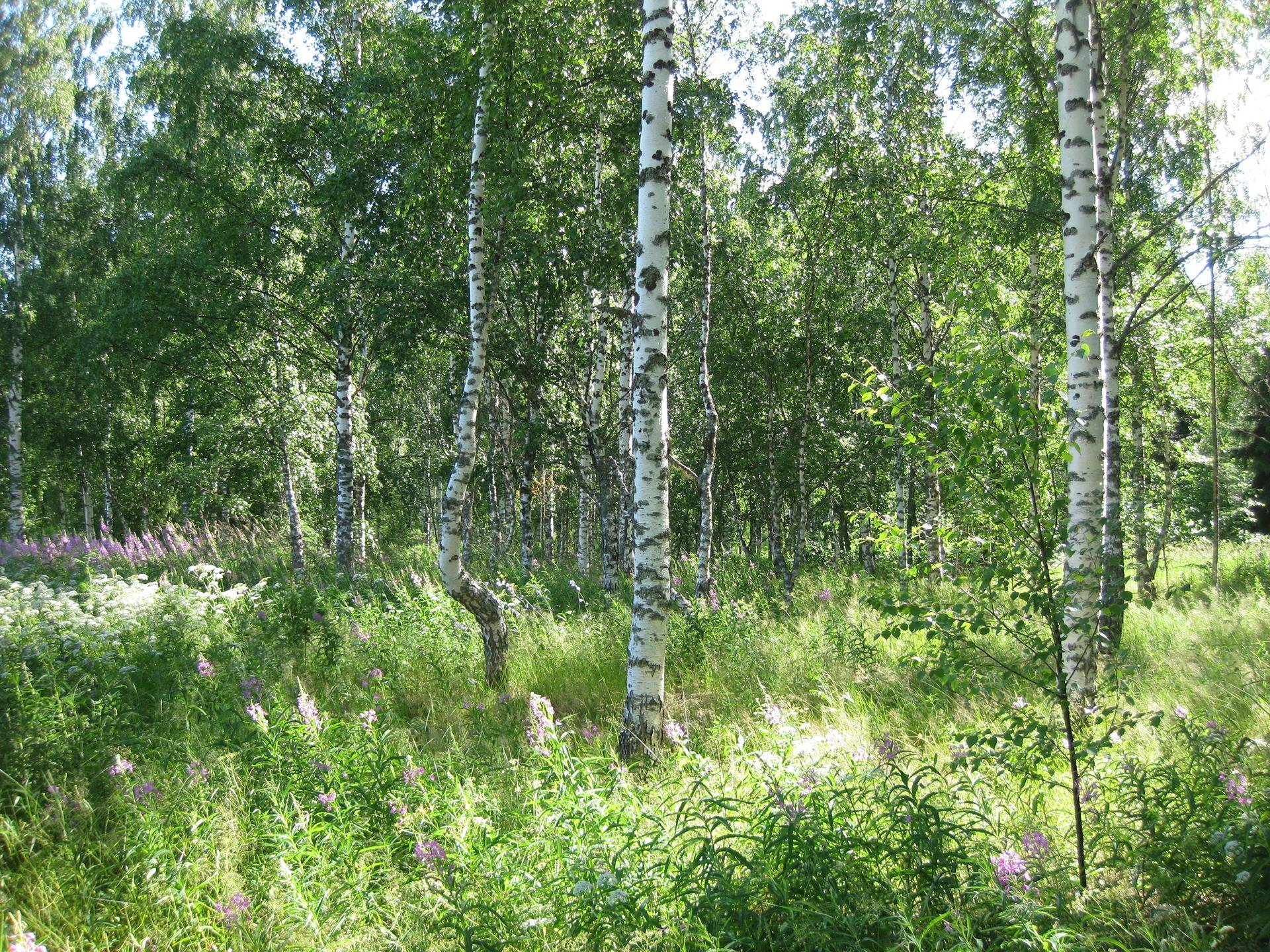 Metsätila Leväpohja 4