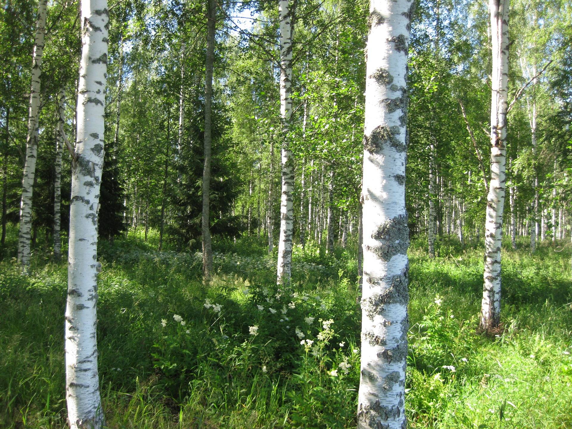 Metsätila Leväpohja 6