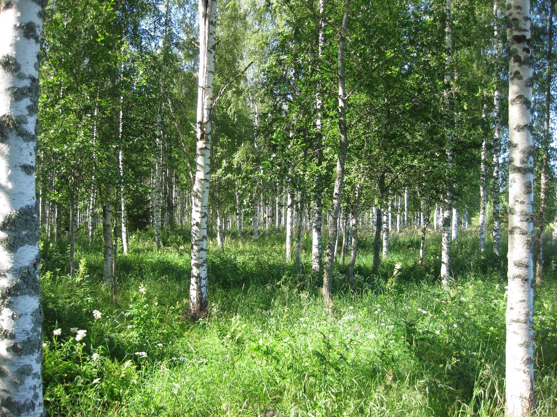 Metsätila Leväpohja 7