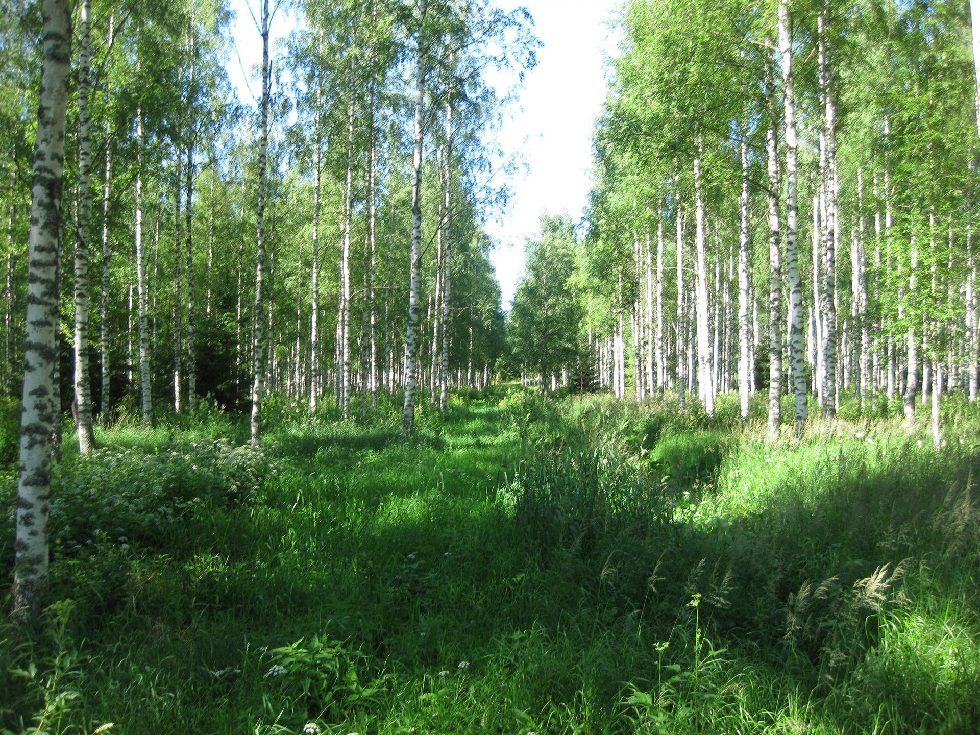 Metsätila Leväpohja 8