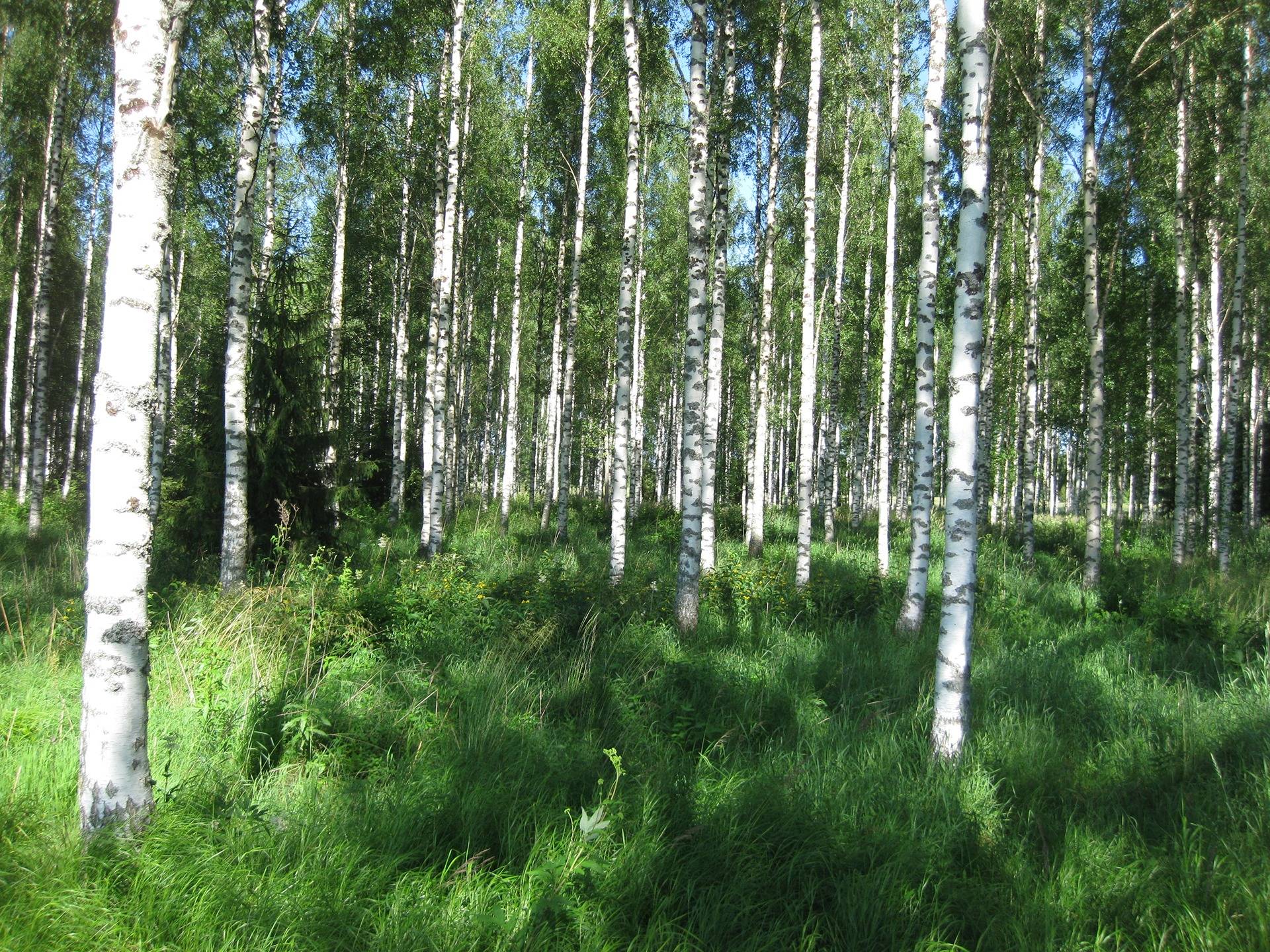 Metsätila Leväpohja 1