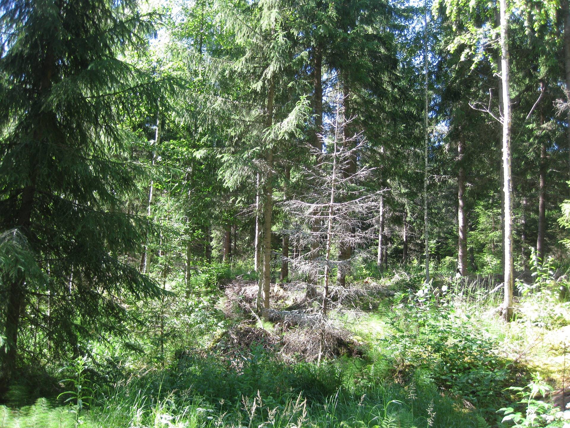 Metsätila Leväpohja 11