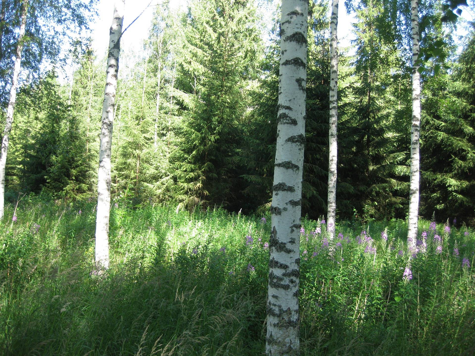 Metsätila Leväpohja 12