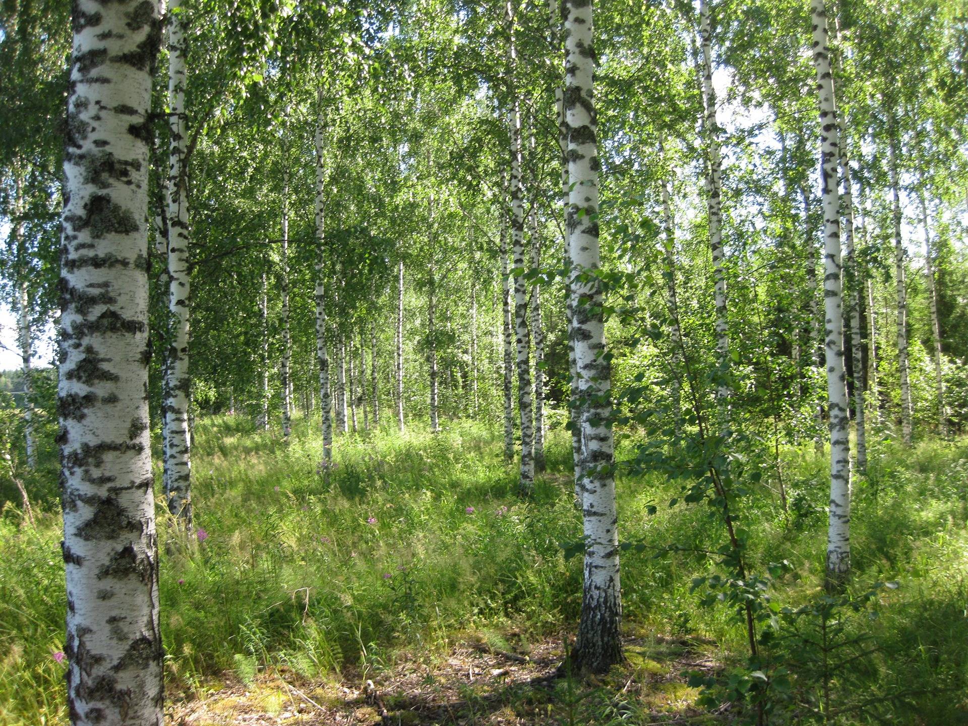 Metsätila Leväpohja 15